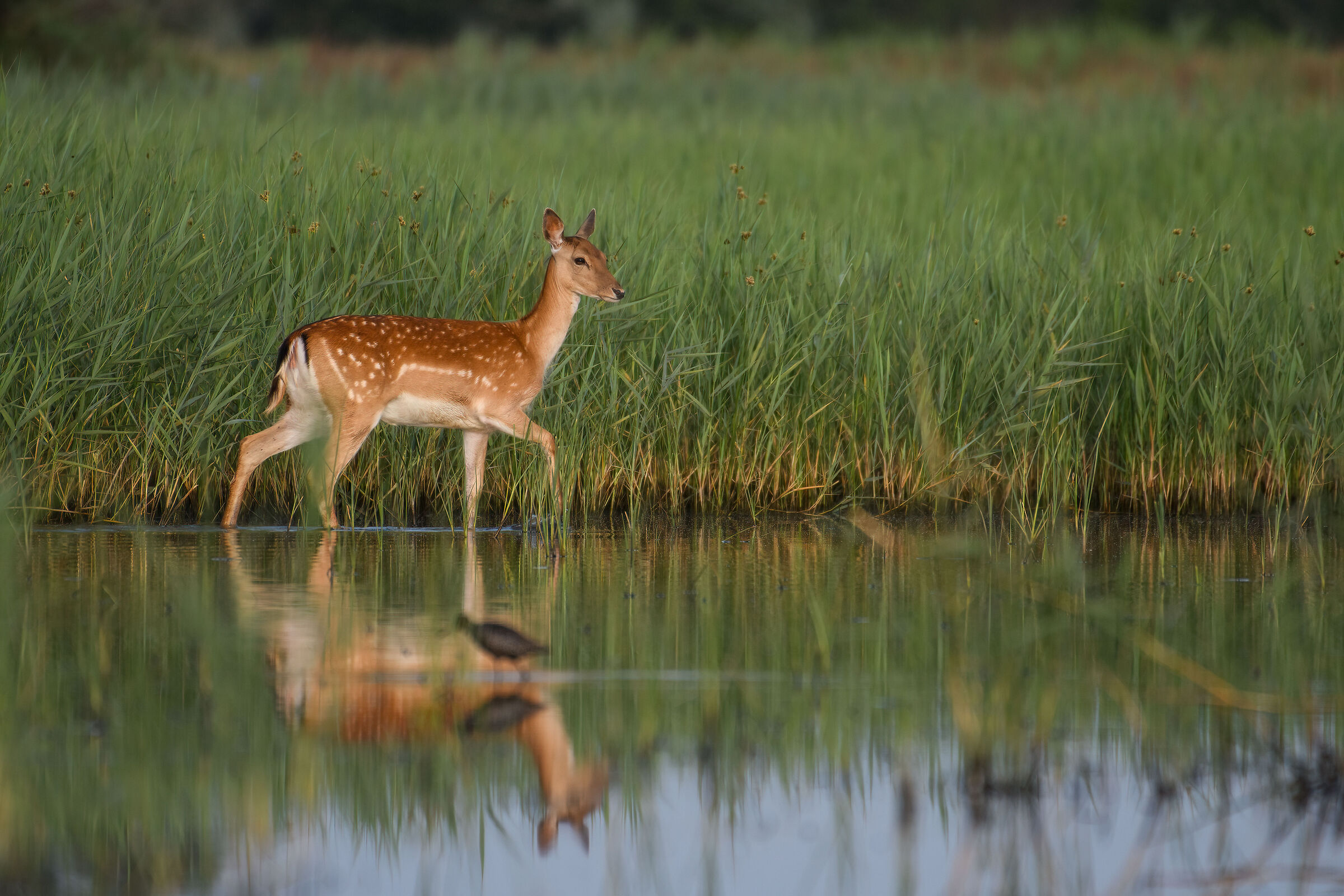 The fallow deer and the squid...