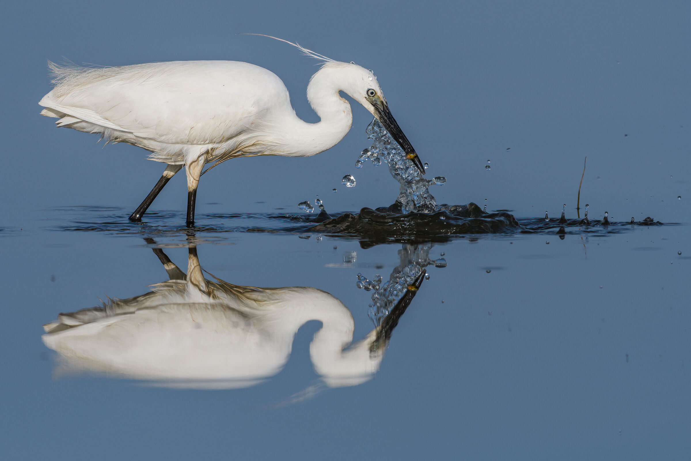 Egret in the mirror