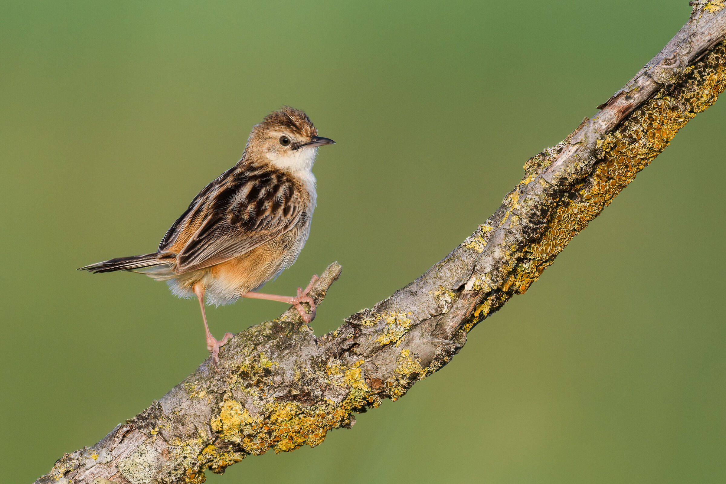 Snipe