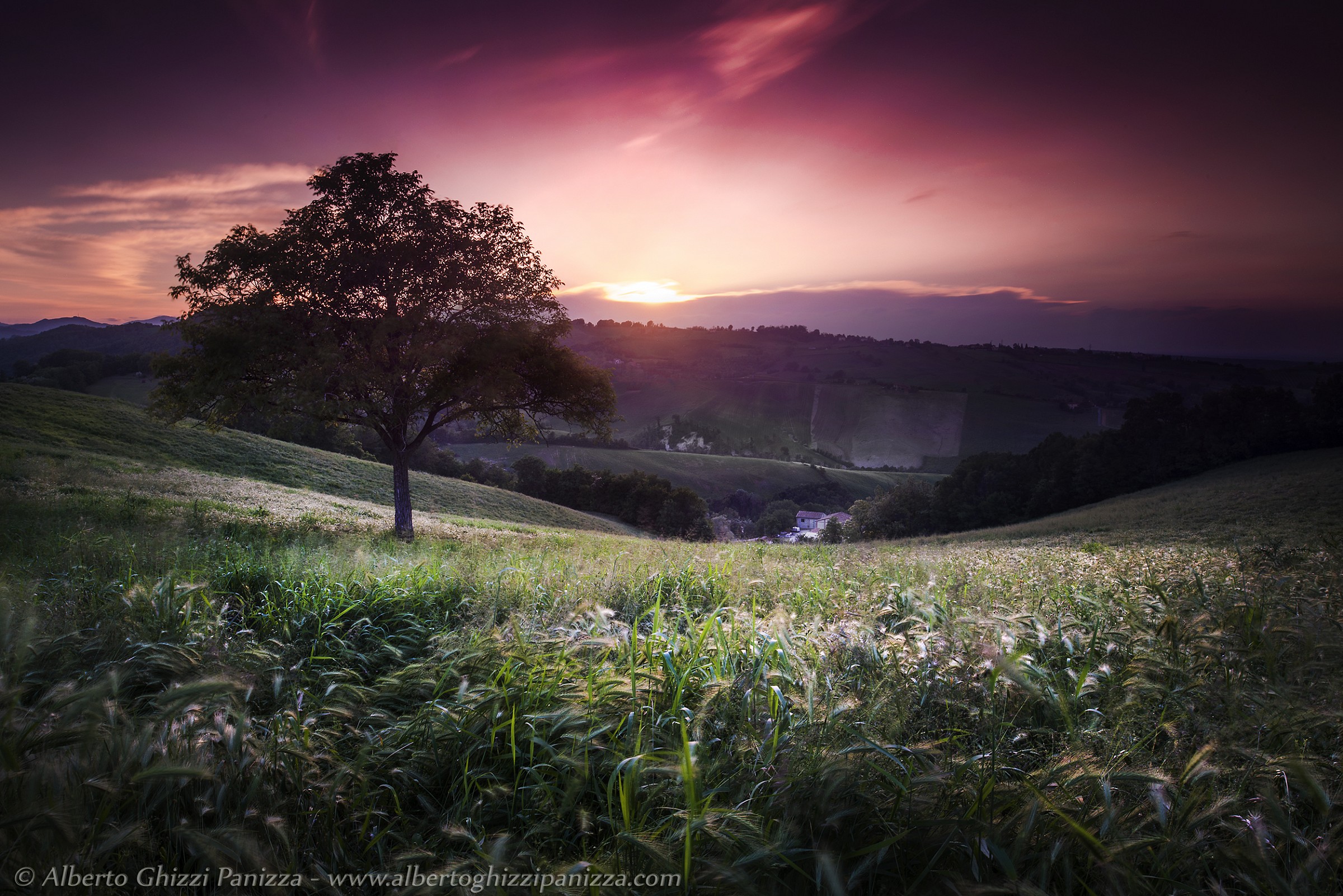 L'albero dei sogni non mi delude mai...