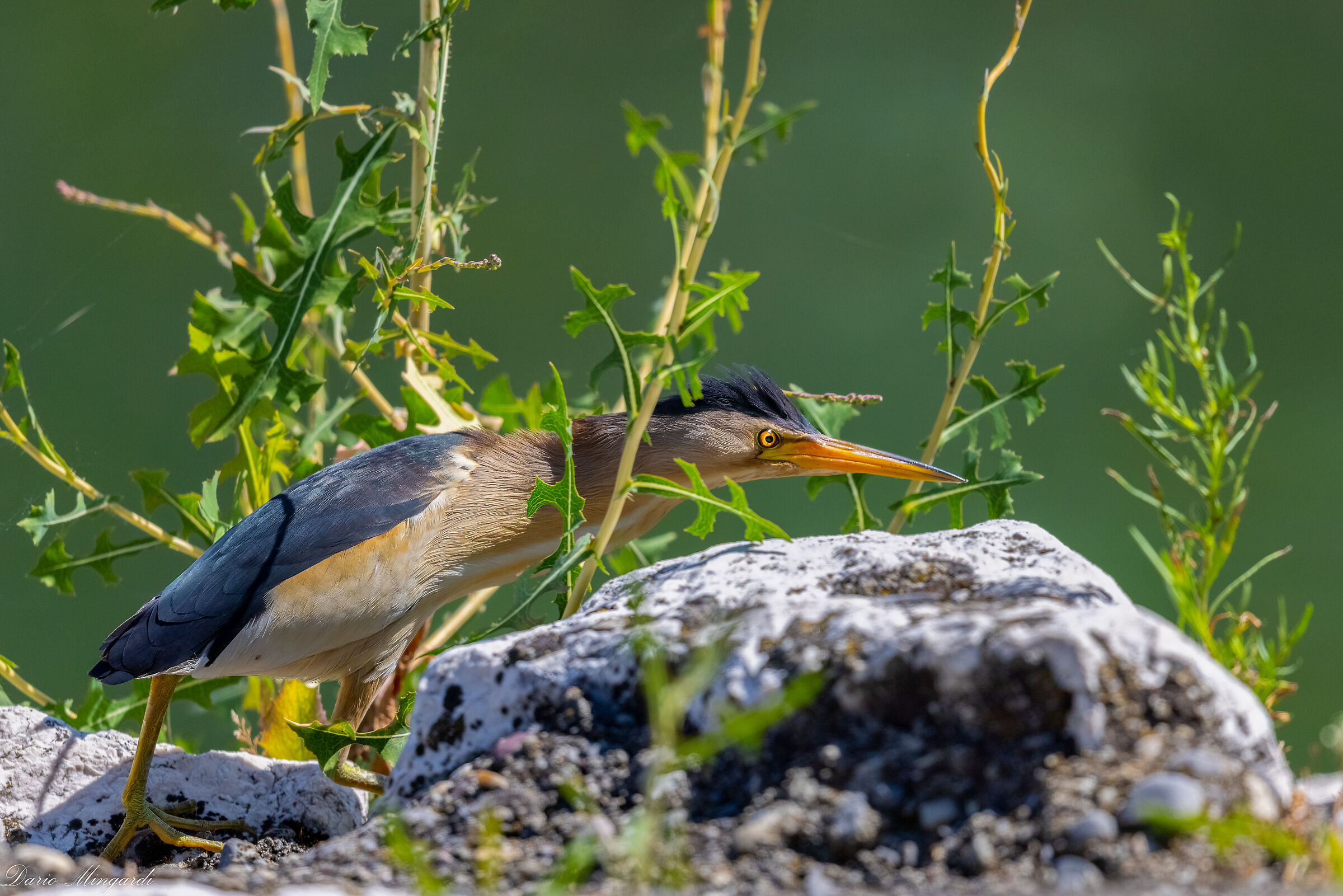 Ixobrychus minutus (maschio)