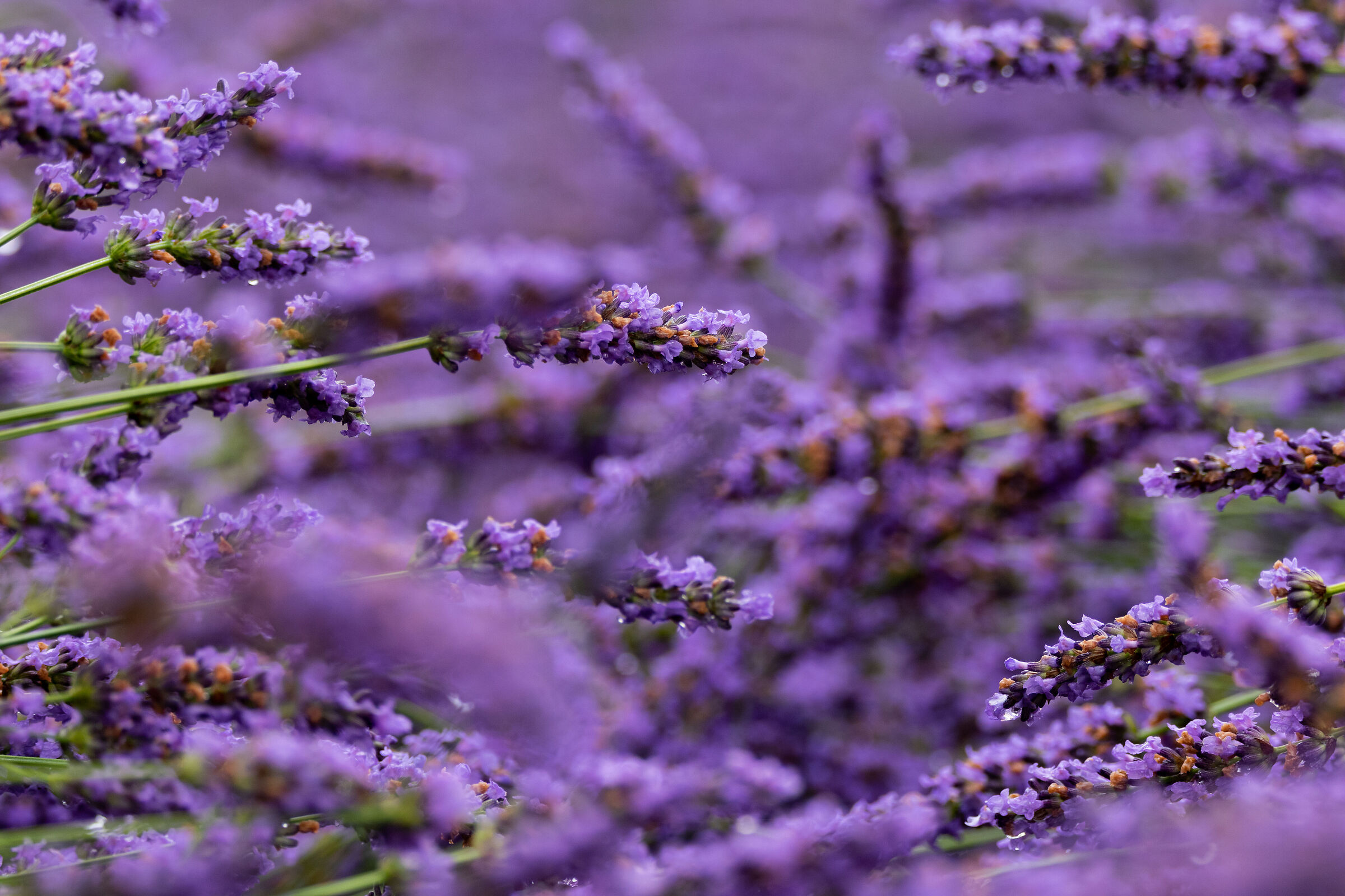 Lavanda in Provenza
