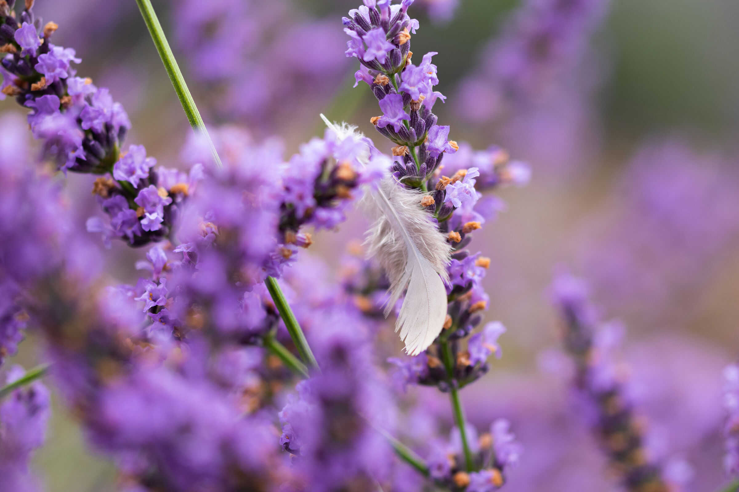 L'insostenibile leggerezza della lavanda