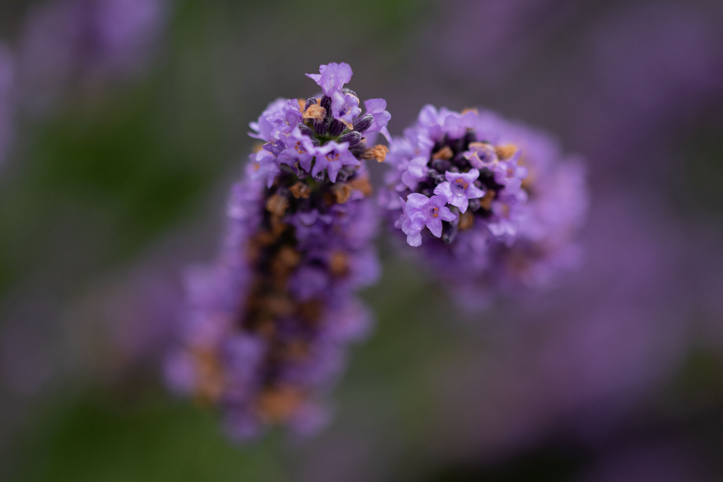 Tutto il resto è lavanda