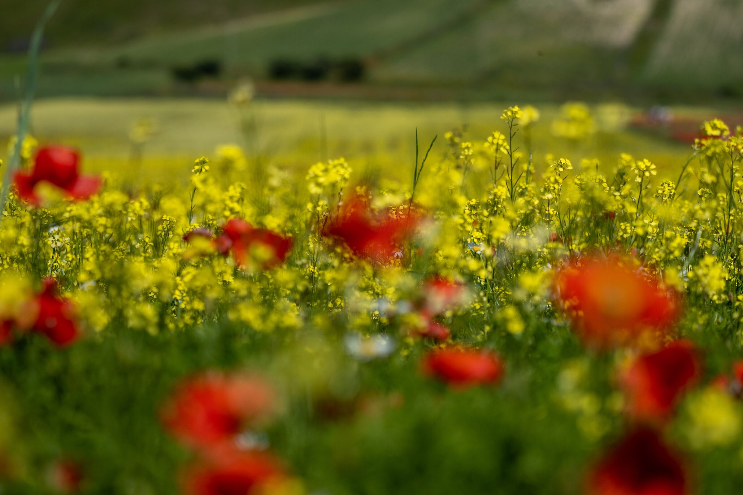 Castelluccio, fioritura '23