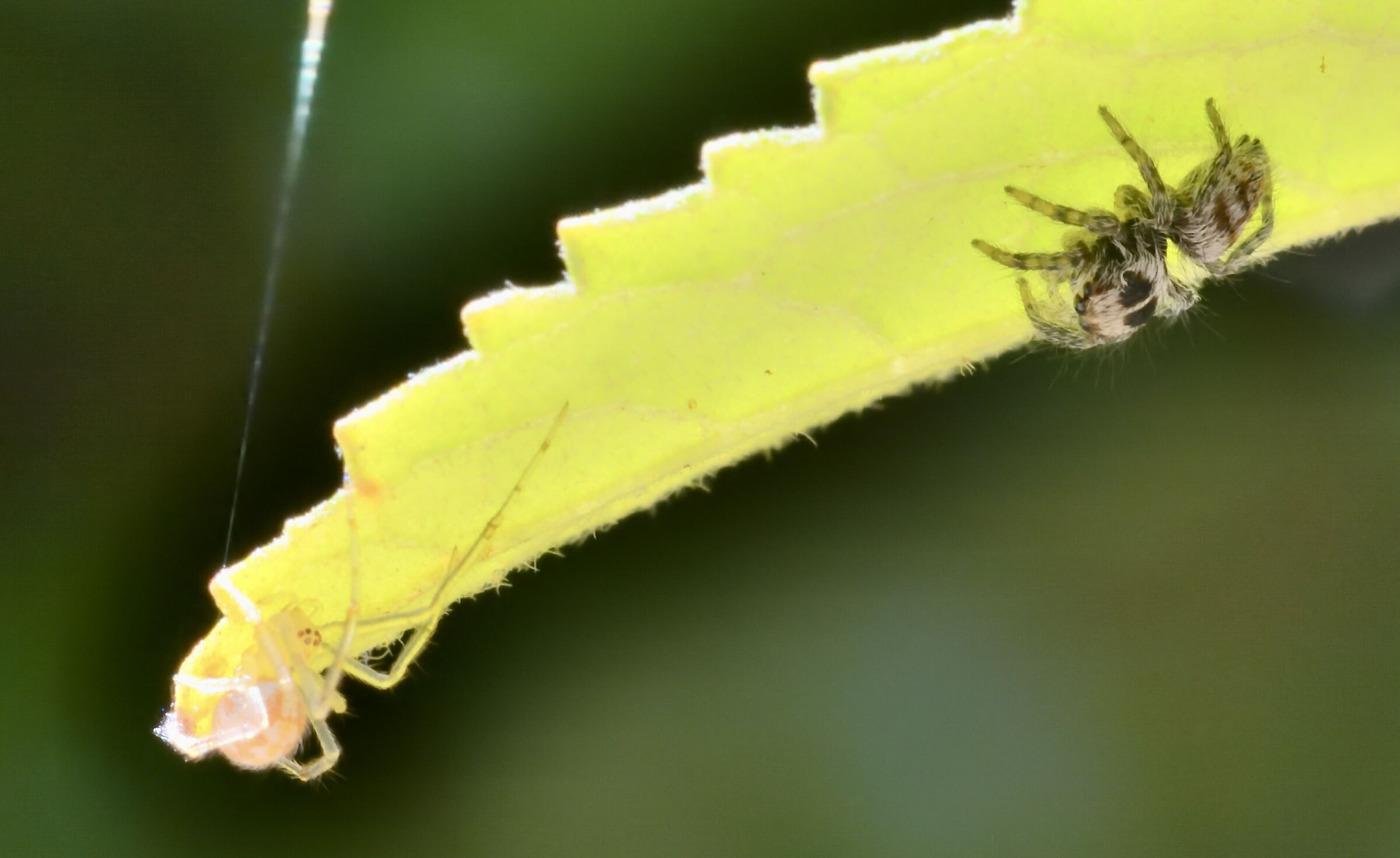Sfida epica tra cuccioli di ragno