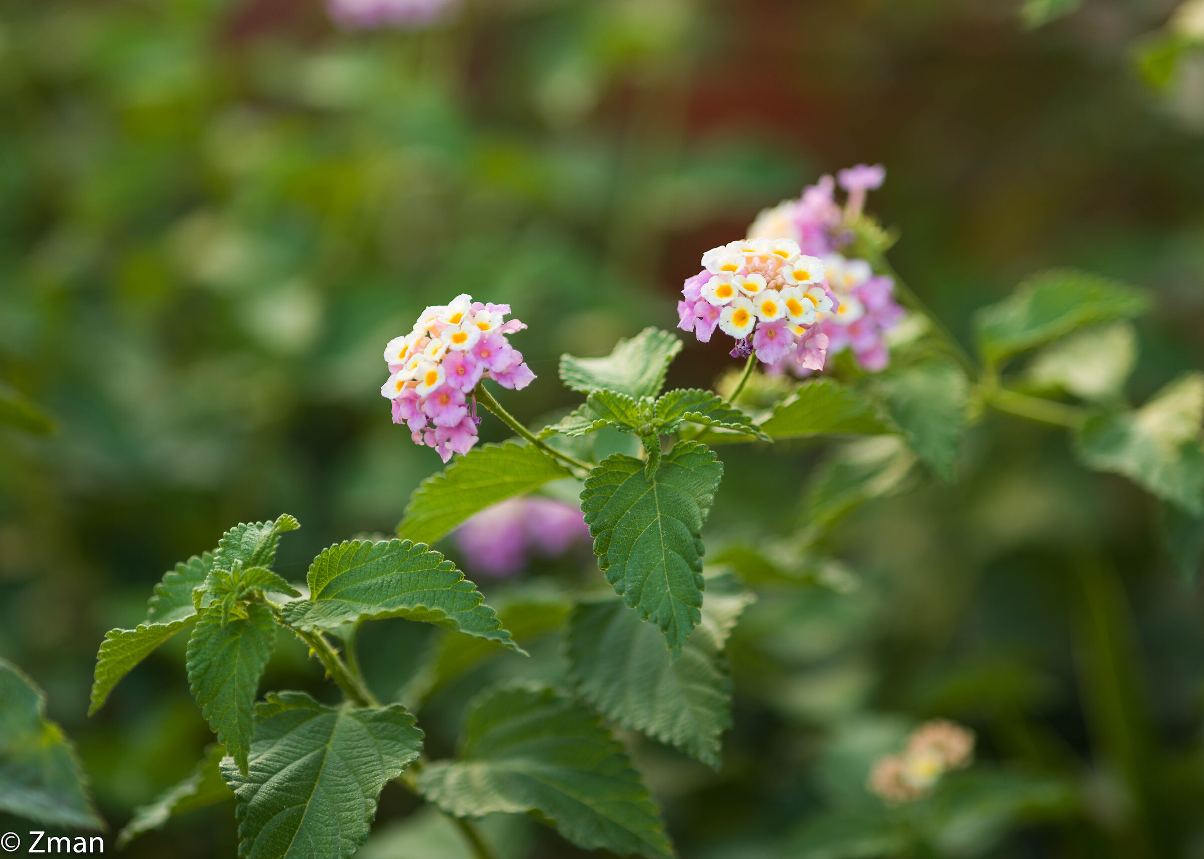 Fiori selvatici