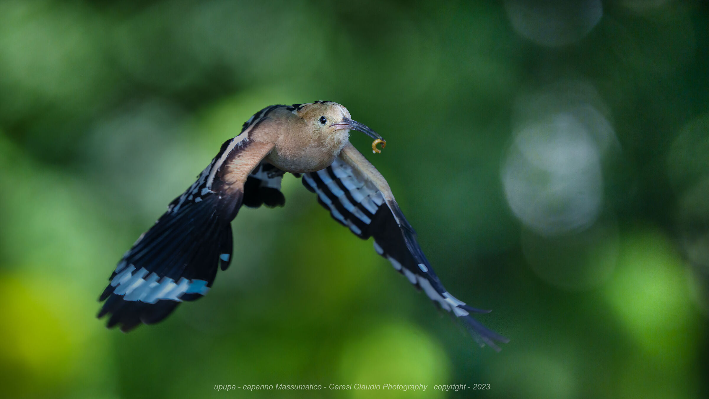 upupa in volo  capanno Massumatico