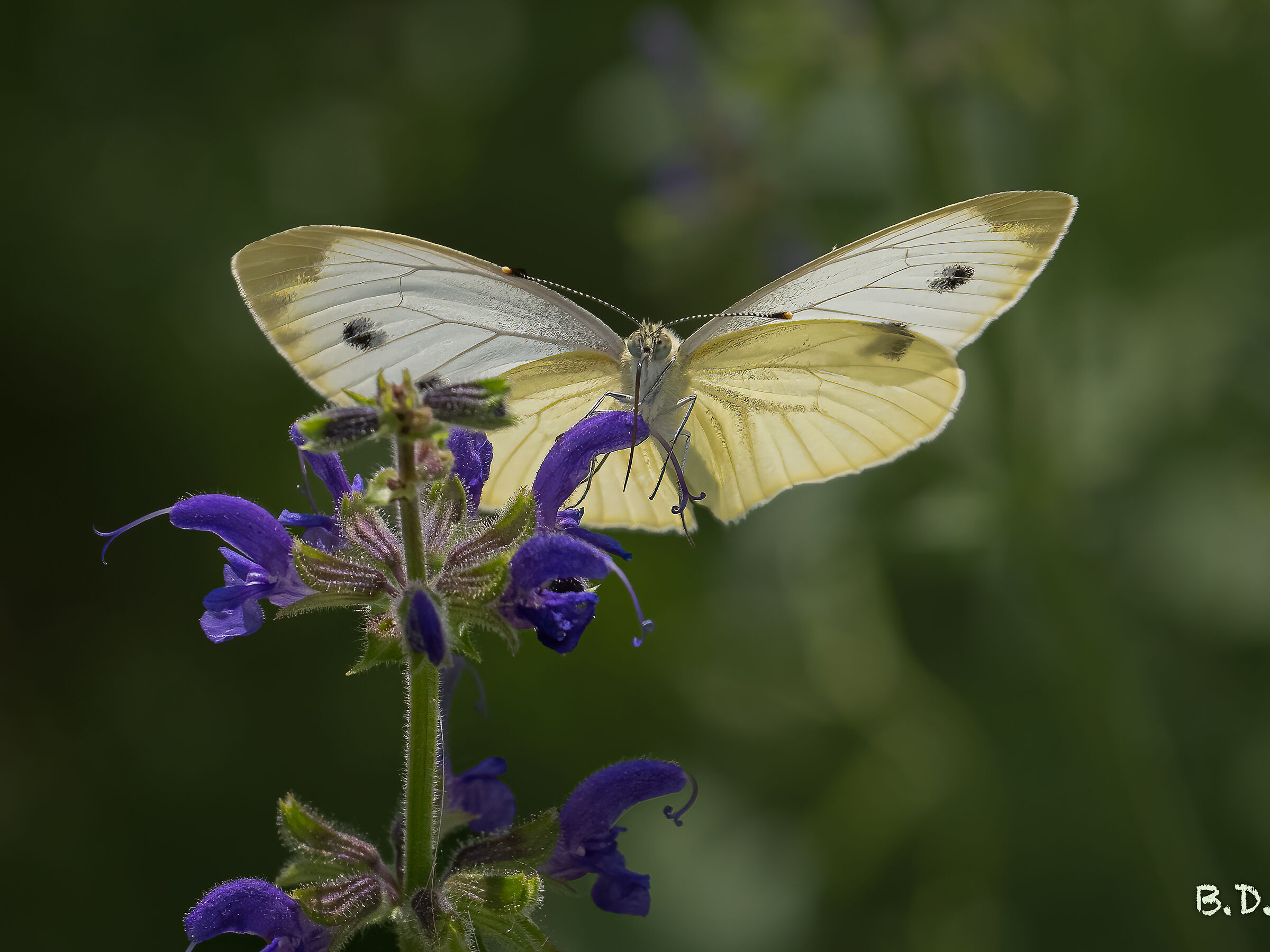 Pieris mannii