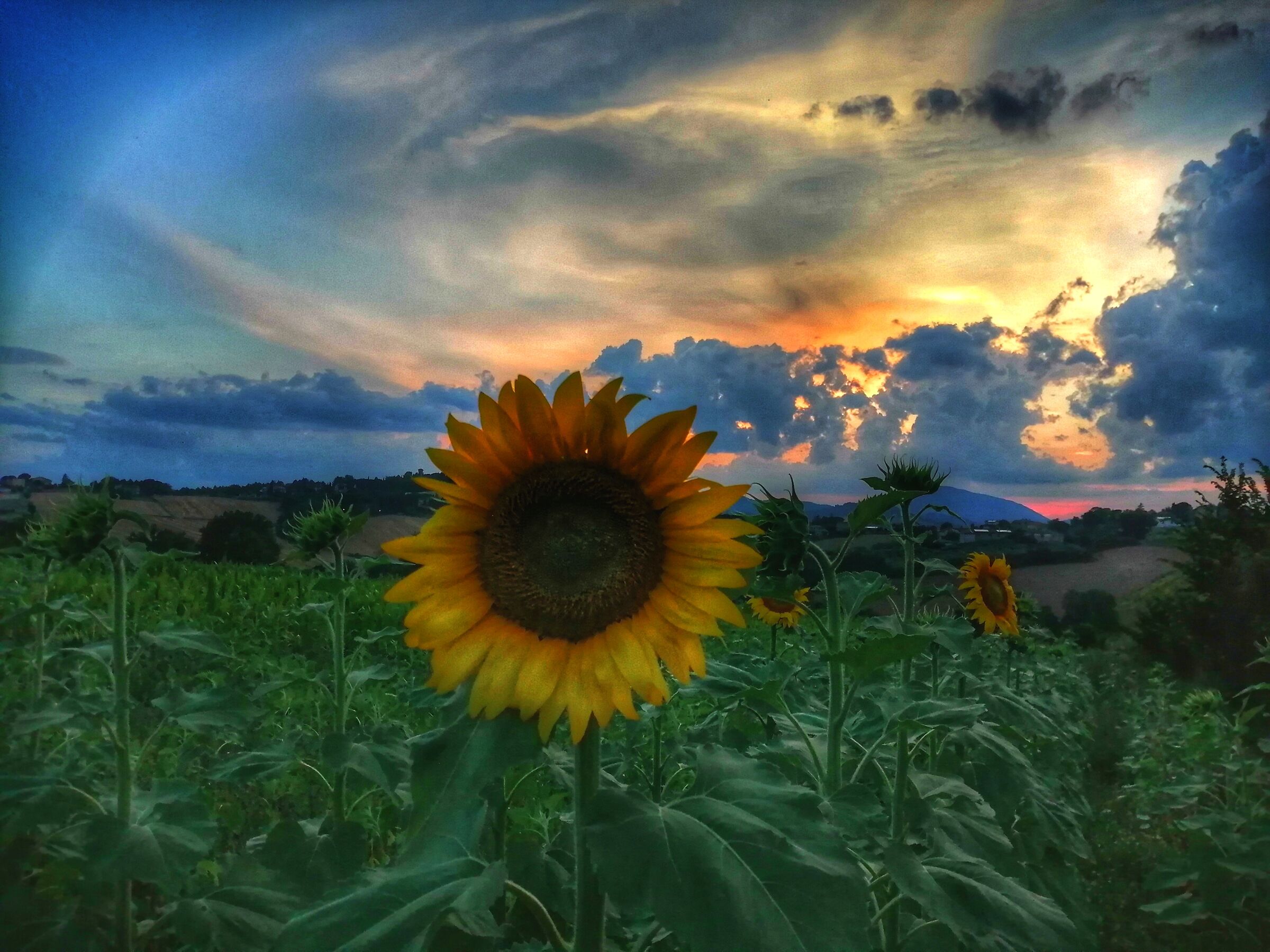Girasole e tramonto