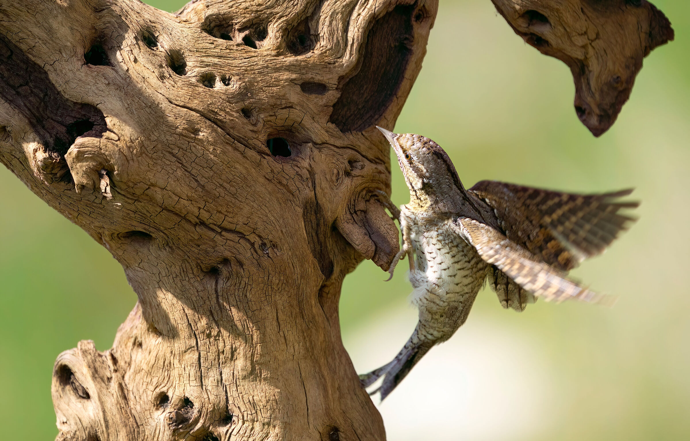 Wryneck
