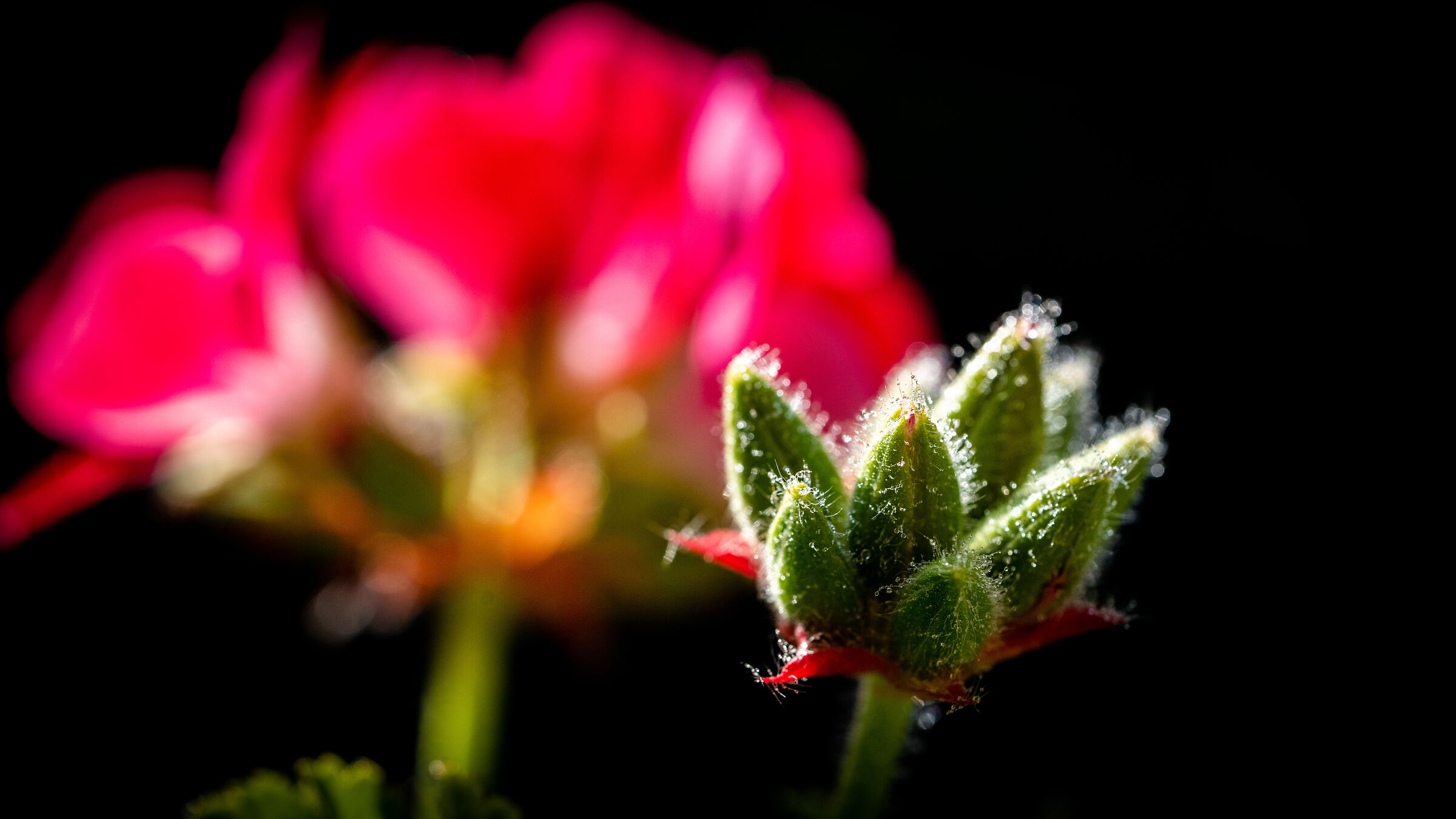 Geranium bud