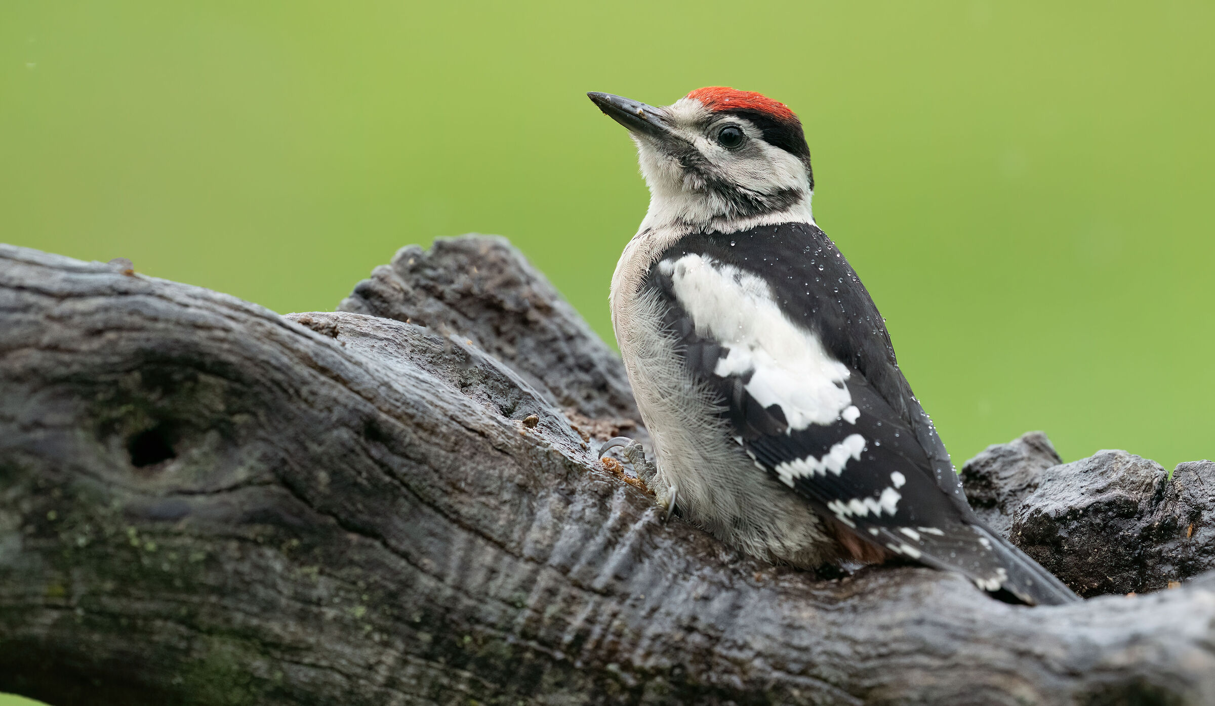 Young red woodpecker