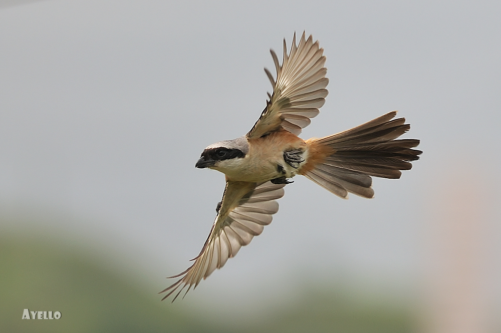 Shrike