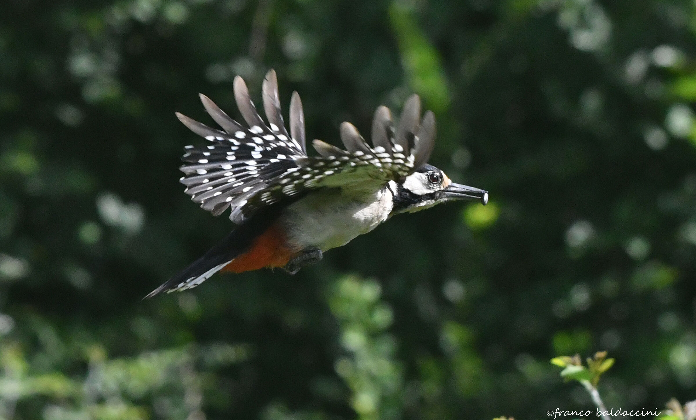 Greater spotted woodpecker.