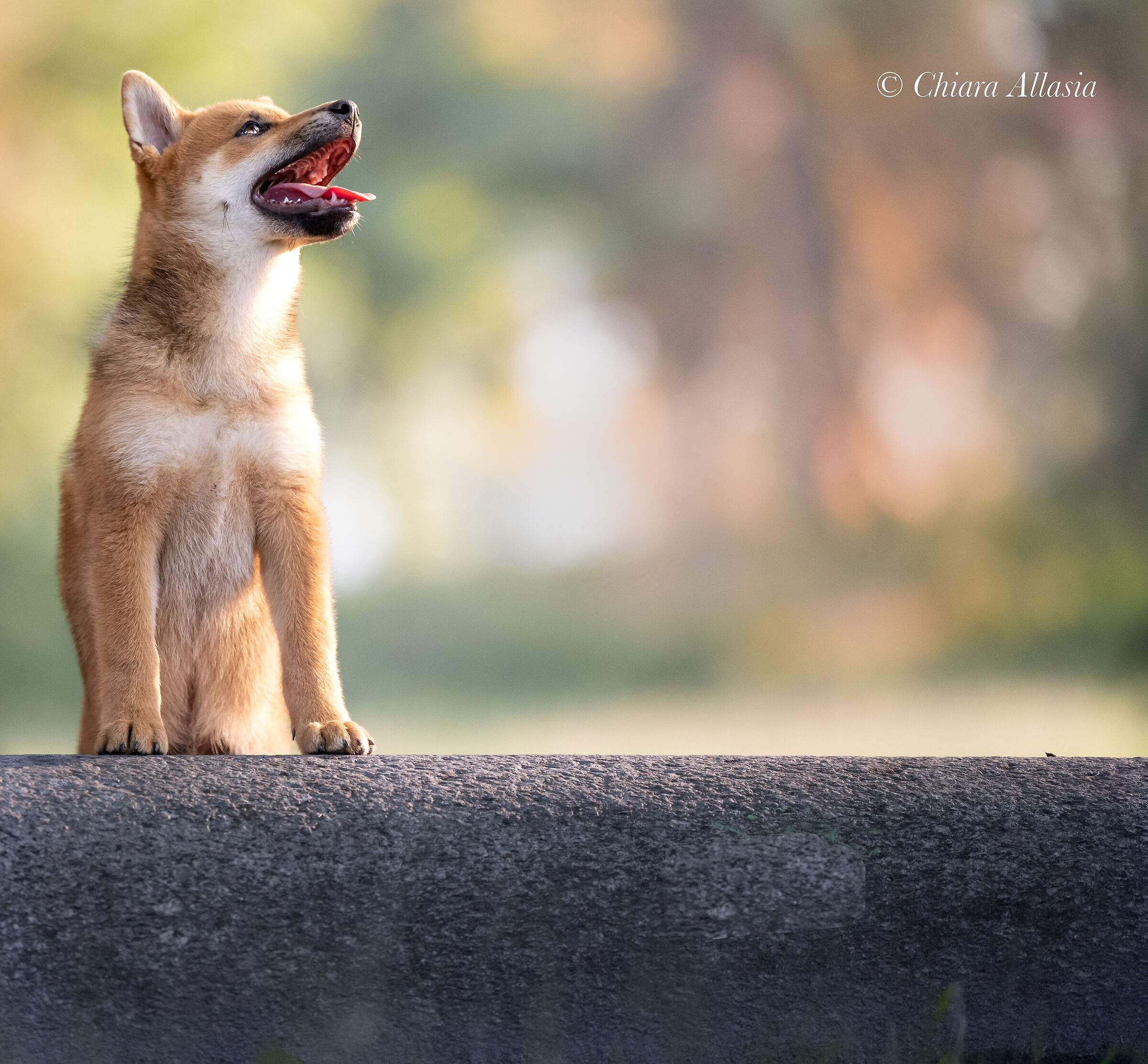Shiba Inu crazy