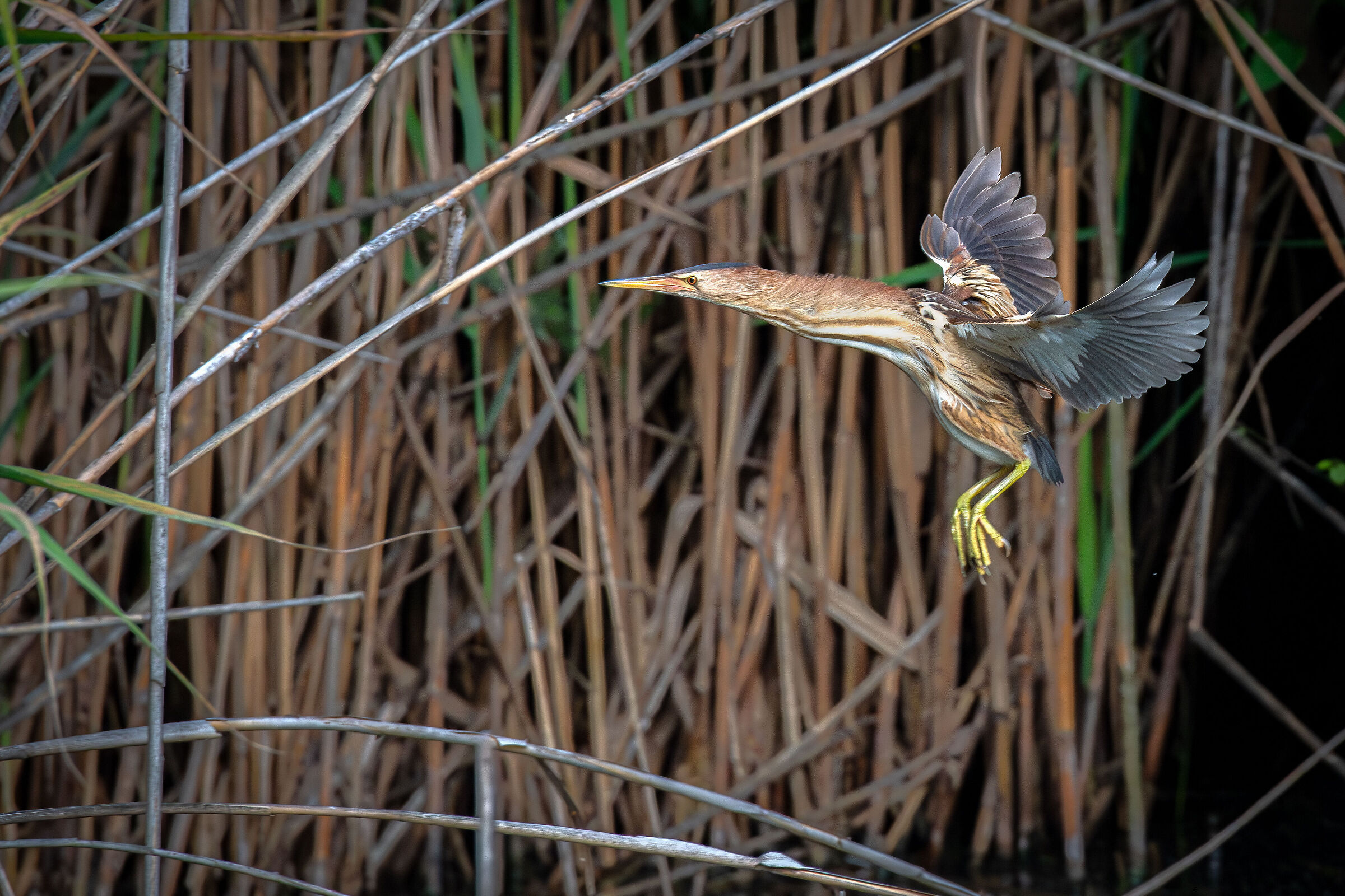 Little bittern