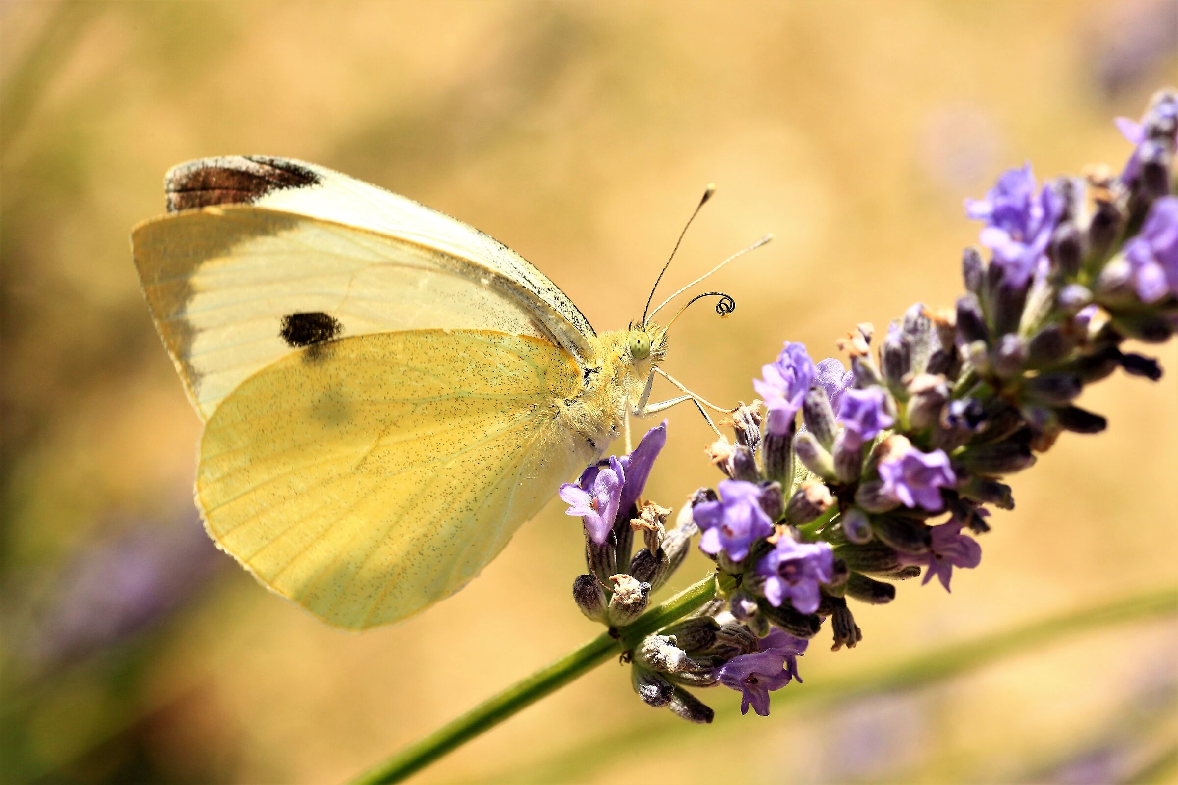 HUNTING FOR NECTAR