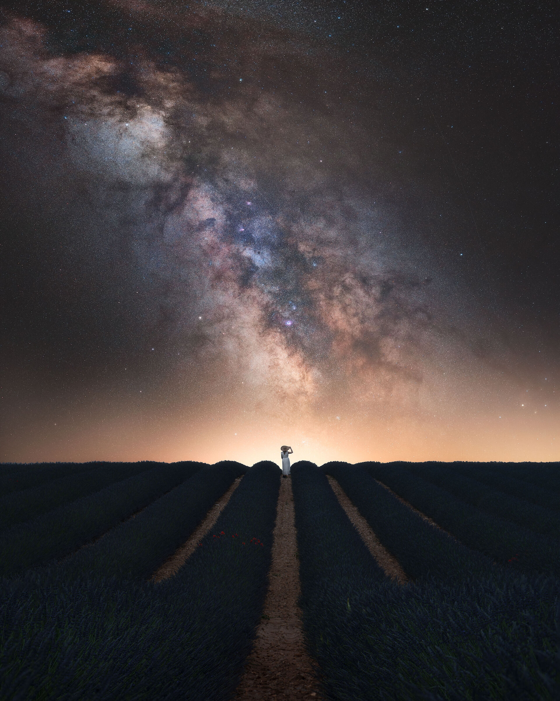 across the lavander