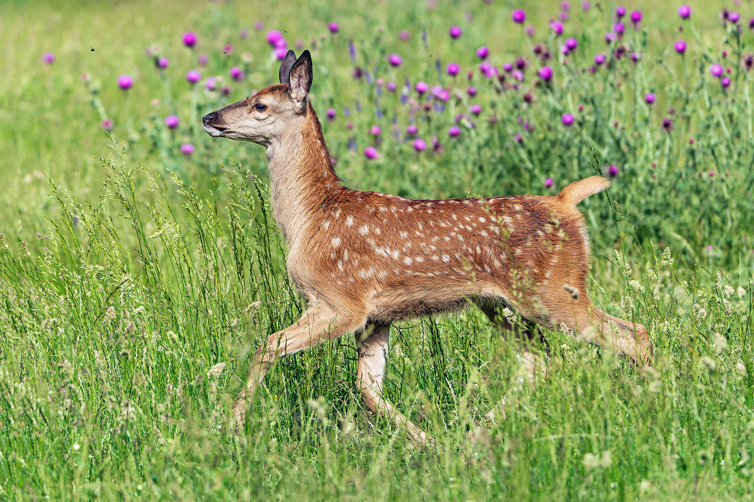 L'eleganza del cerbiatto