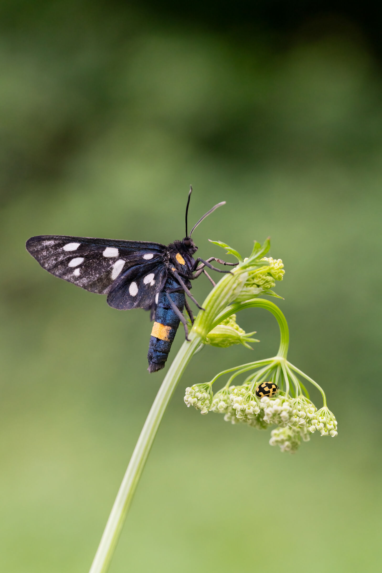 Amata phegea - Pretino