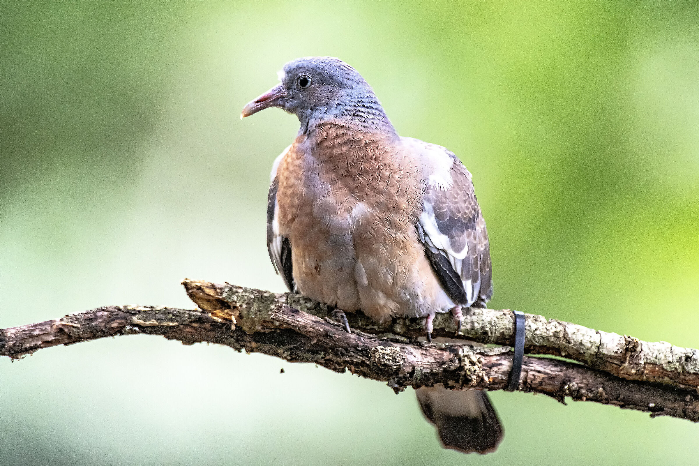 Wood pigeon laying 4