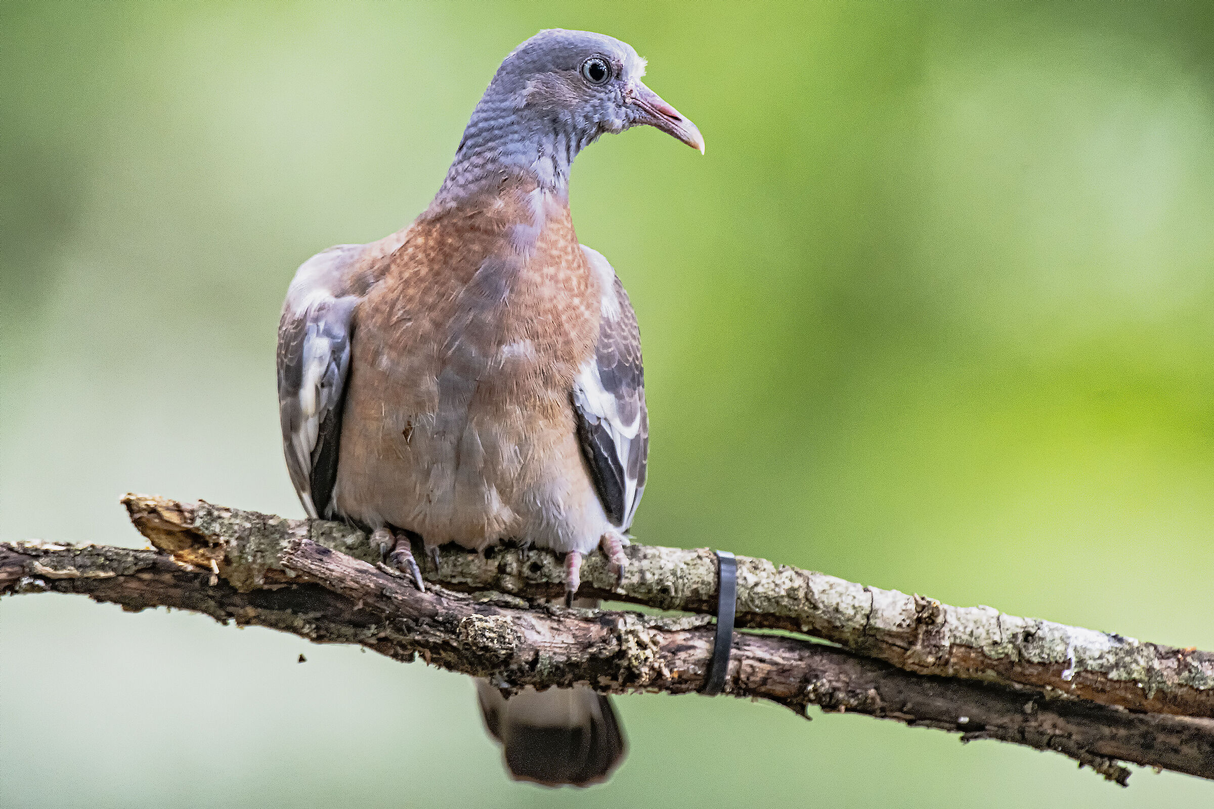 Wood pigeon laying 5