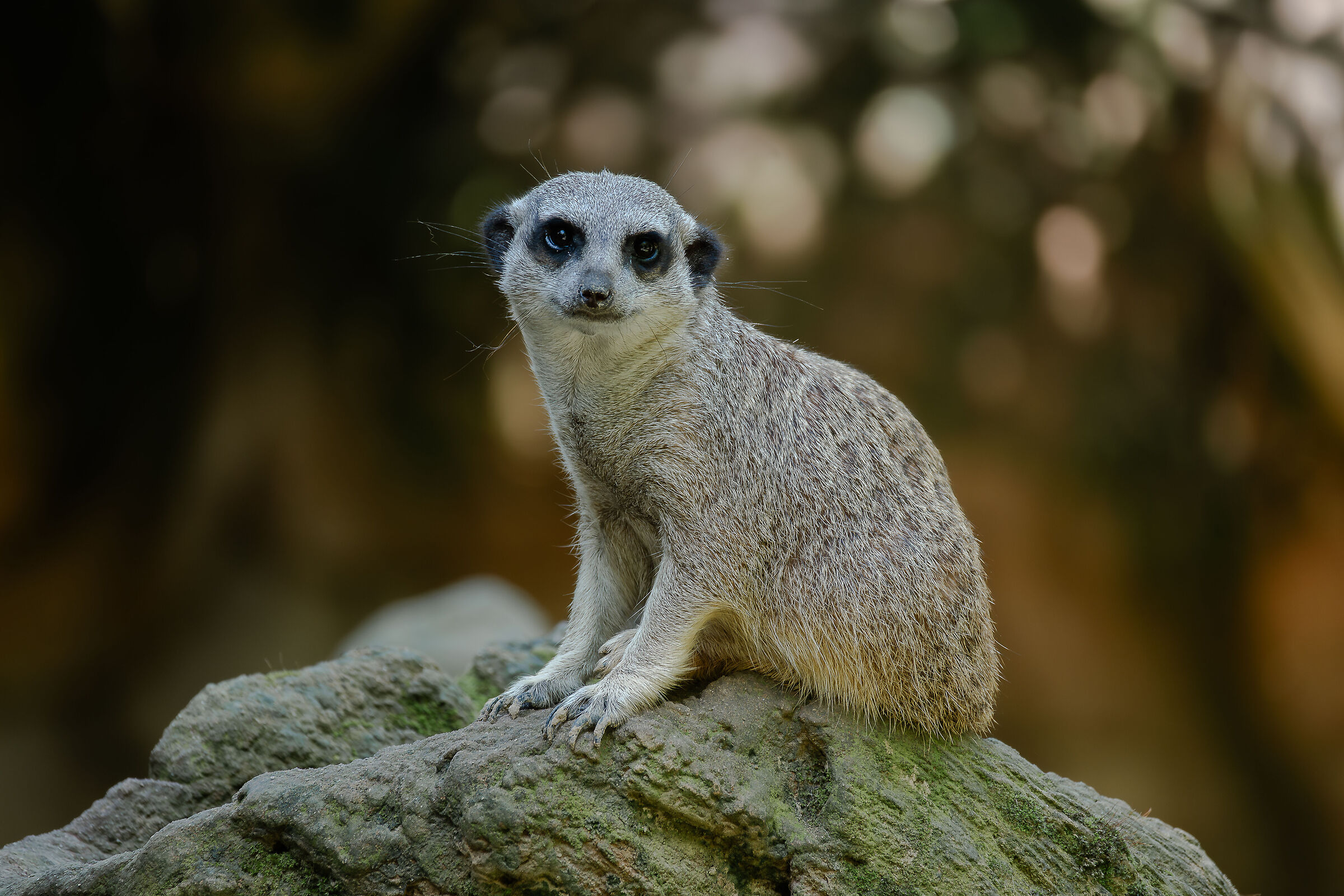 Meerkat