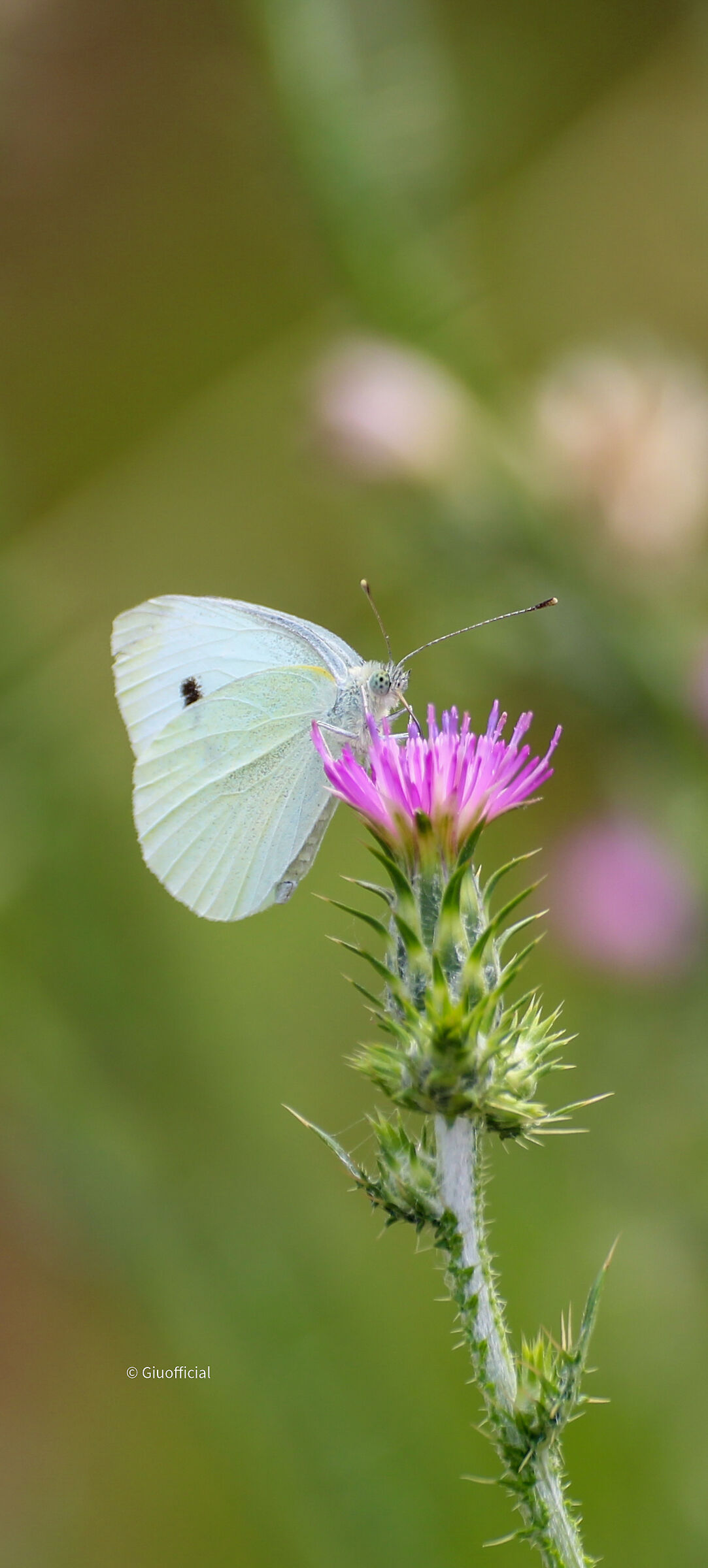 La bellezza della natura