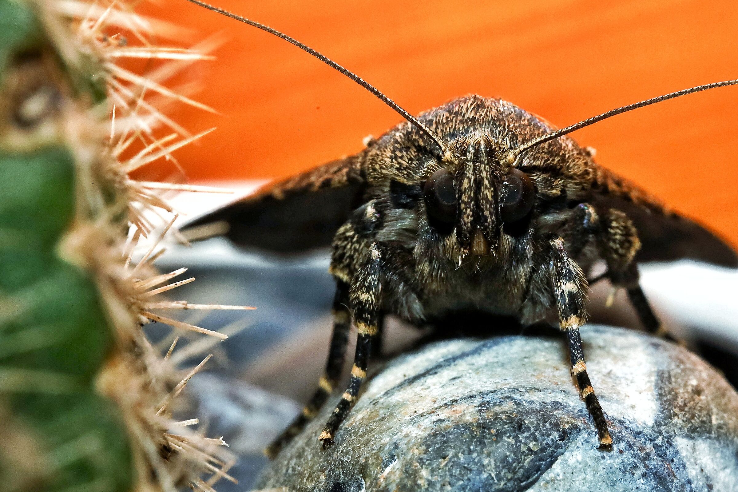Amphipyra pyramidea _ for friends Darth Vader