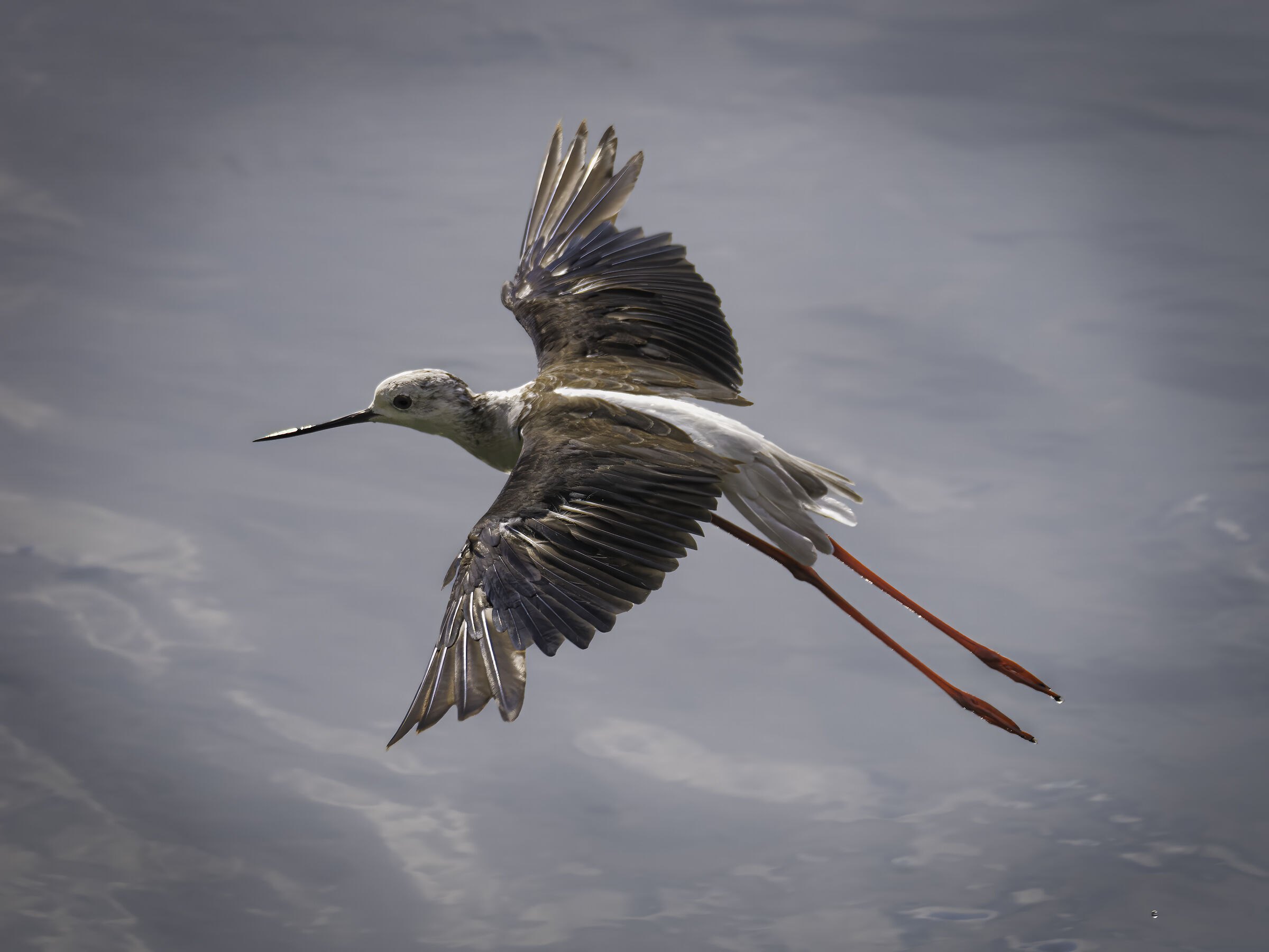 Il cavaliere solitario