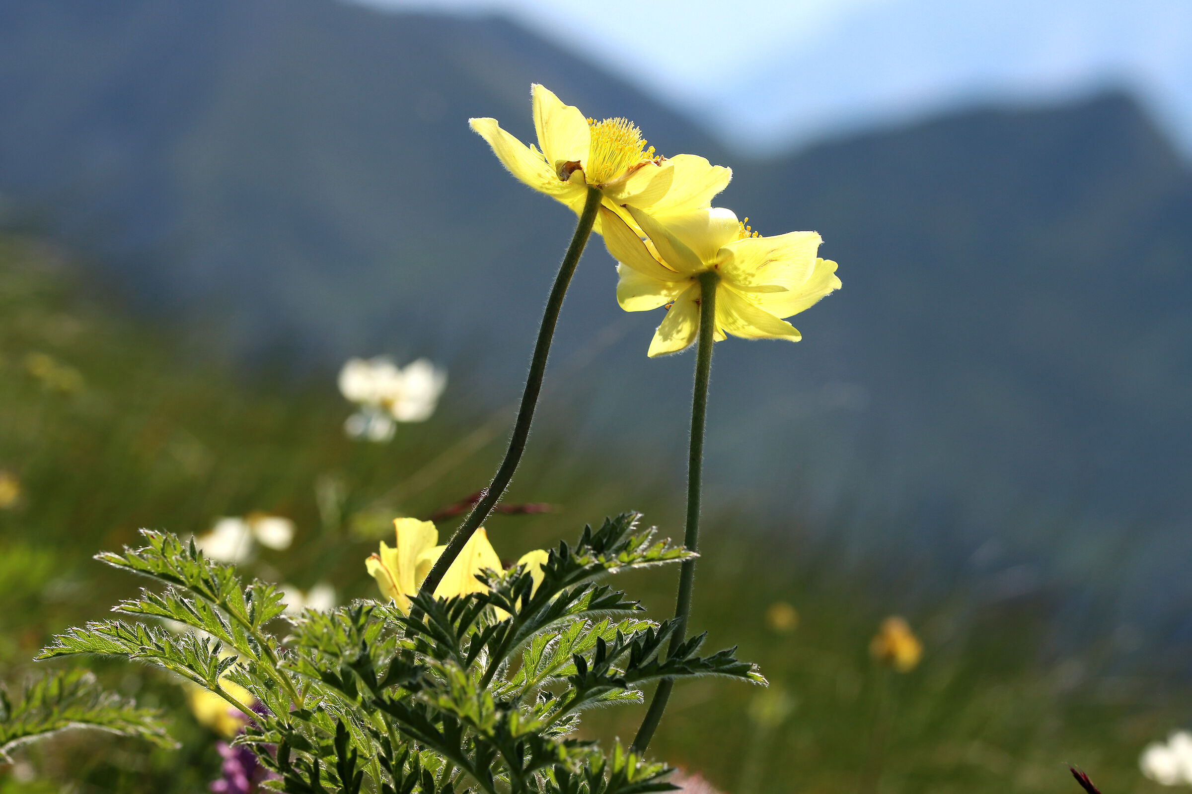 anemones on the Orobie