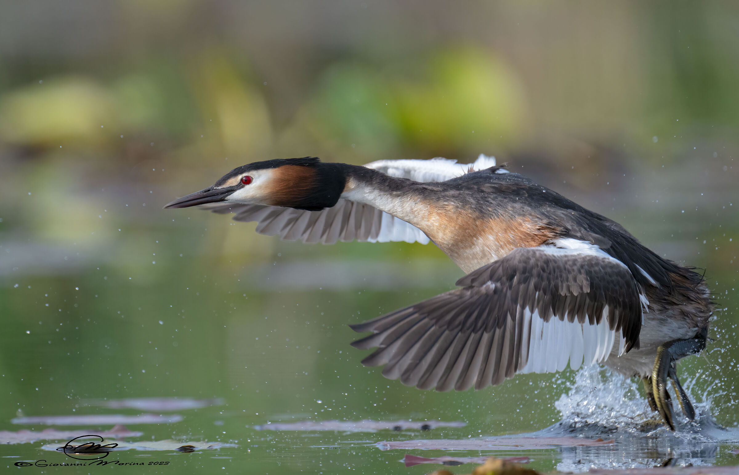 Great crested grebe