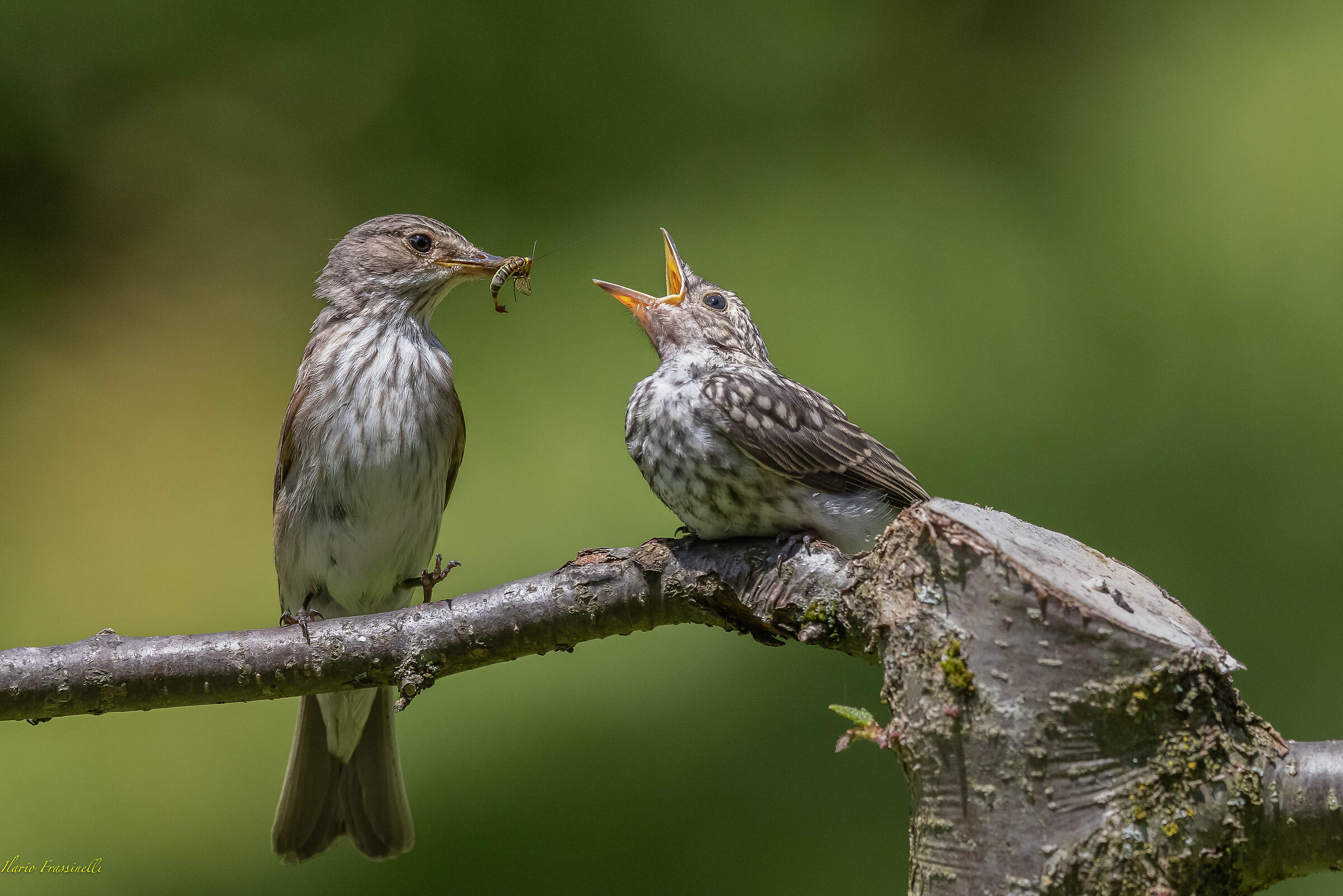 Loving look of the flycatcher