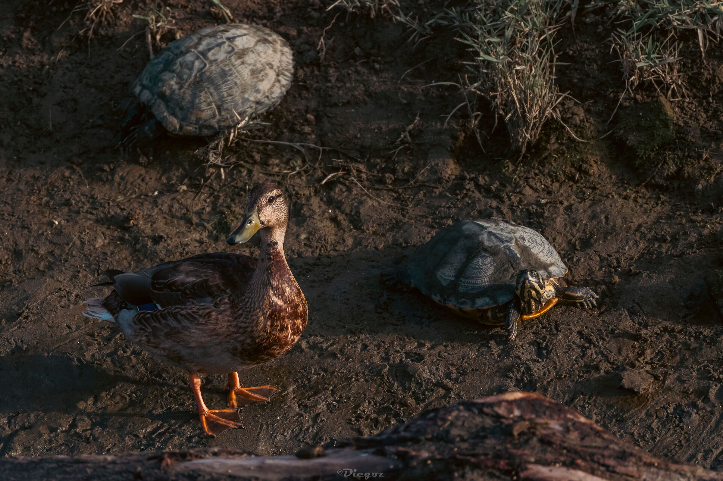the family