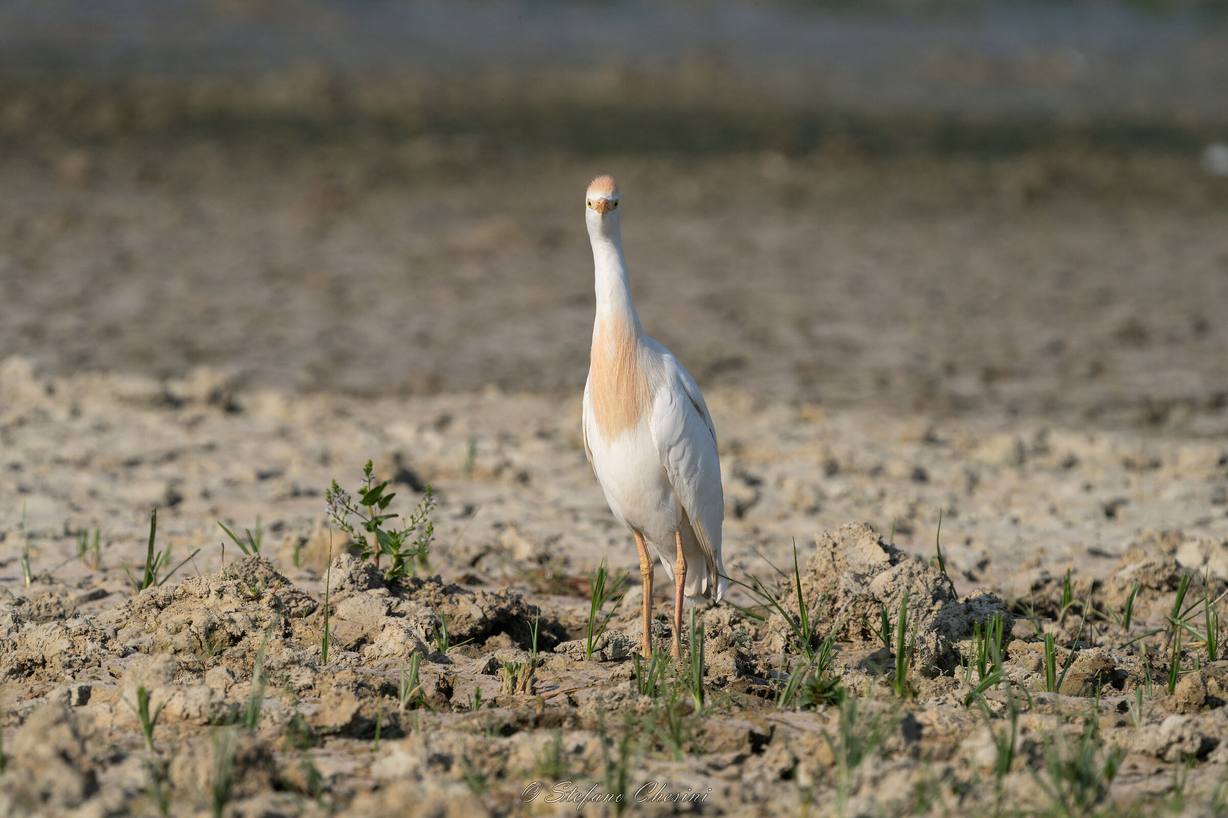 Guardabuoi e non solo