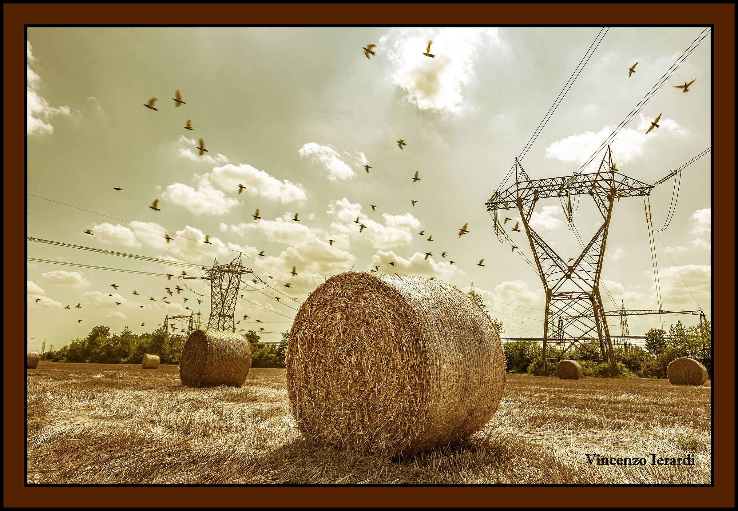 Campo con voli di uccelli