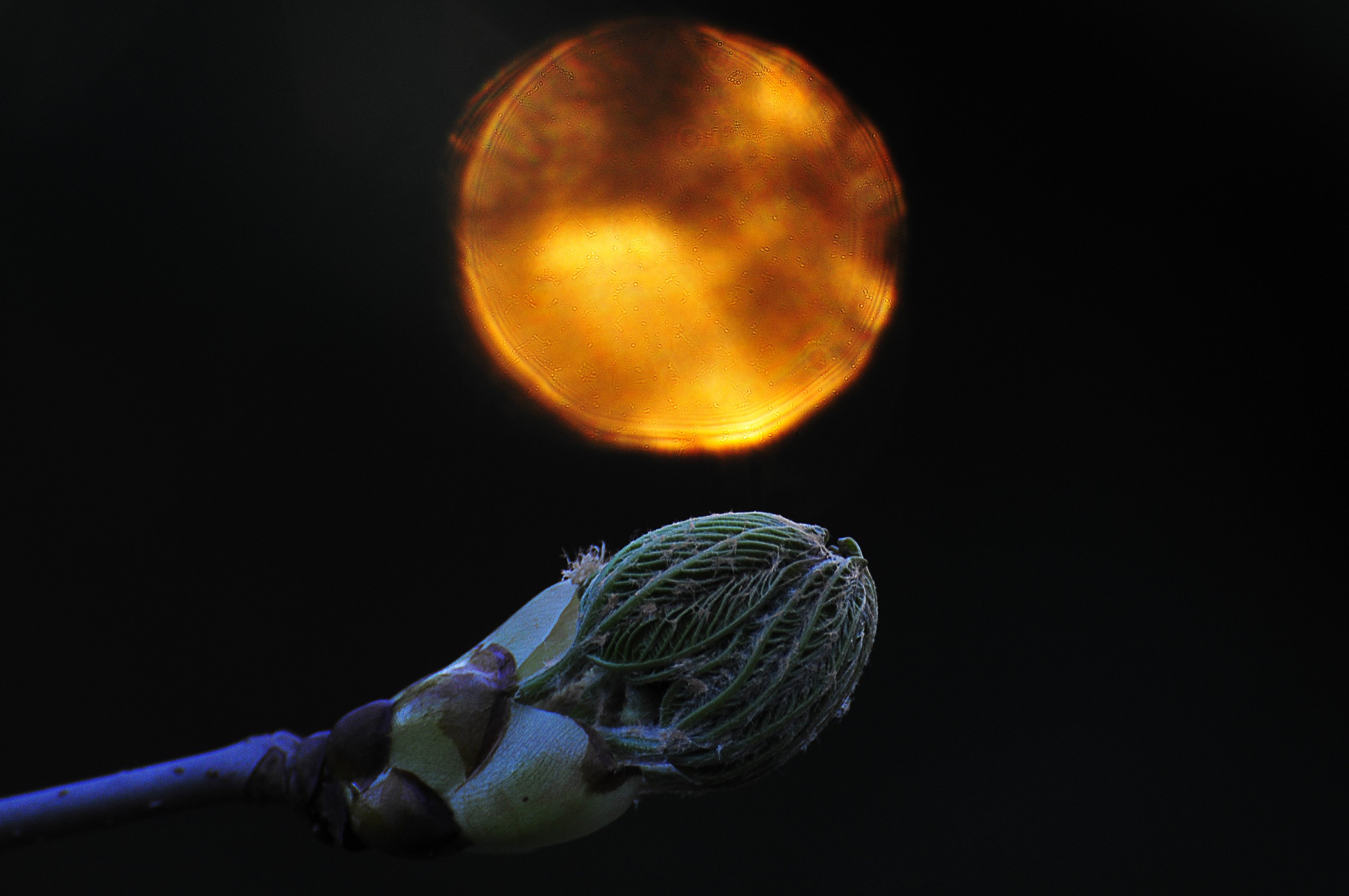 Aesculus hippocastanum