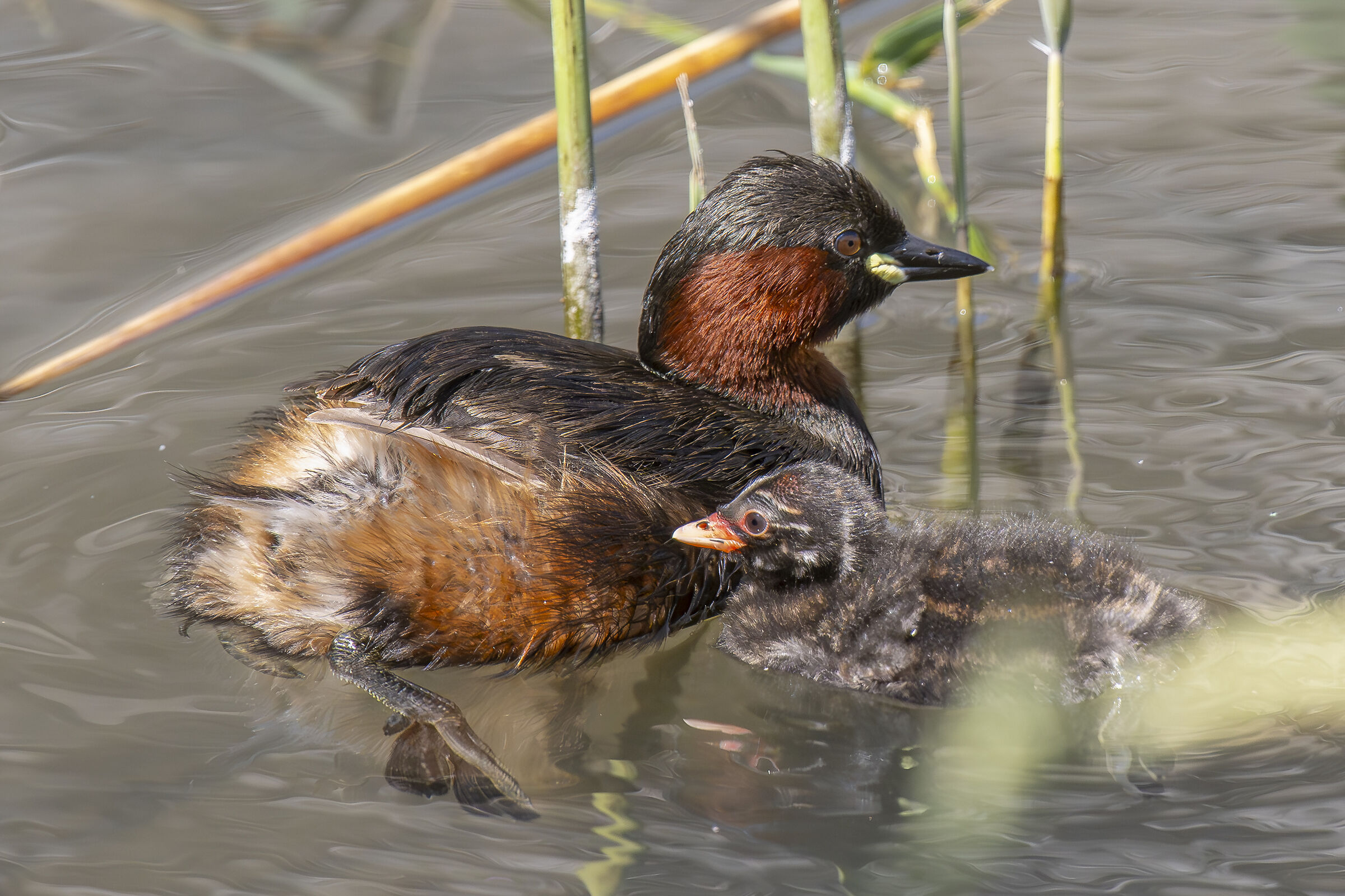 Dabchick