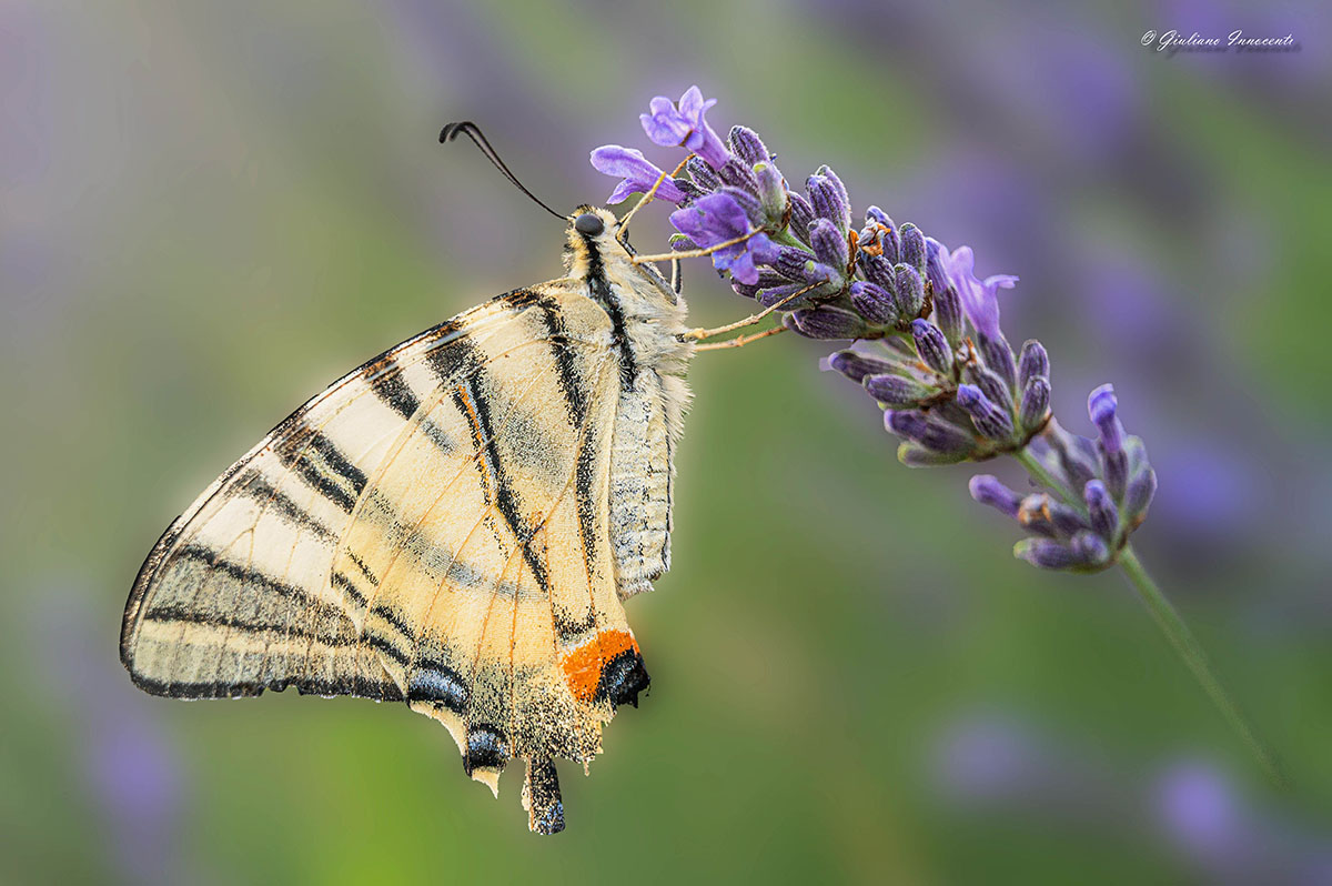 Podalirio nel lavandeto
