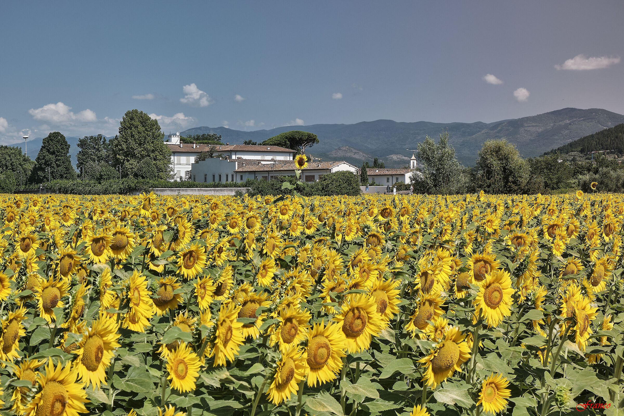 I girasoli di Gonfienti #1