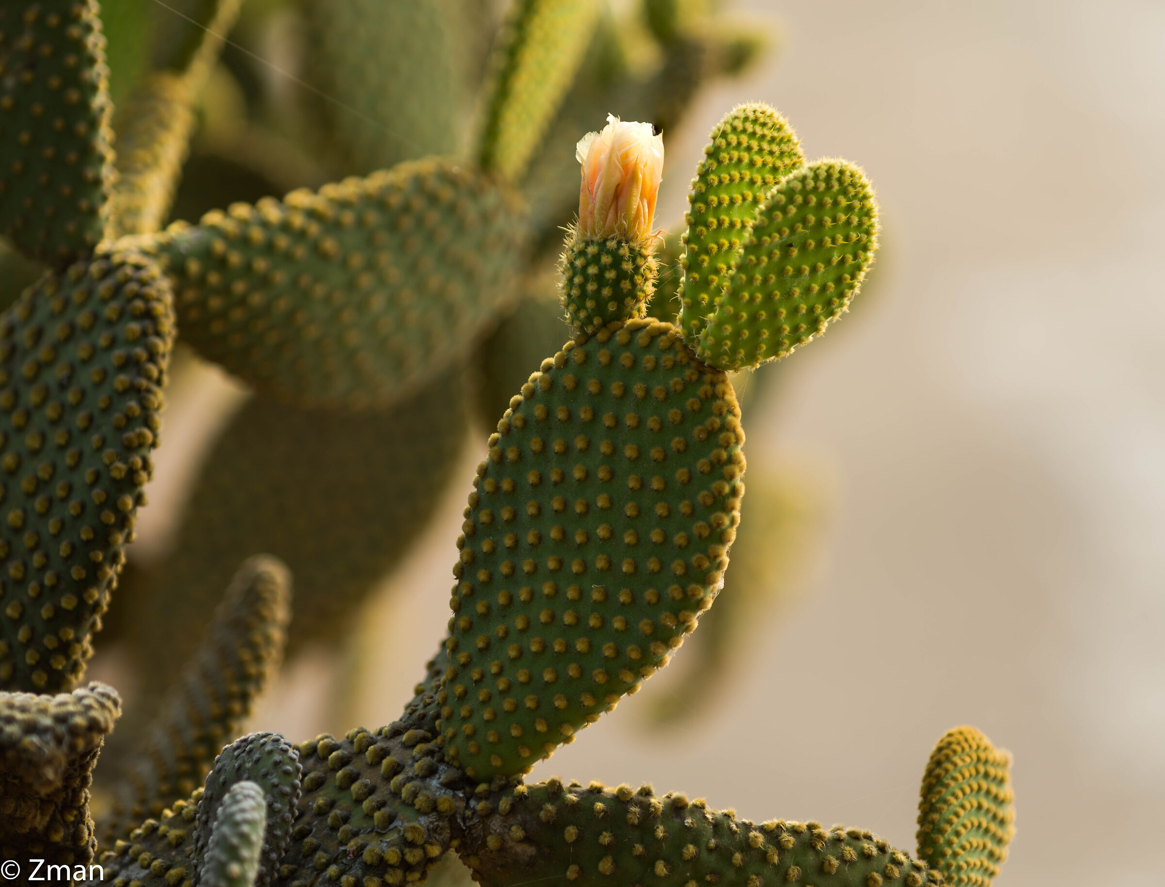 Cactus