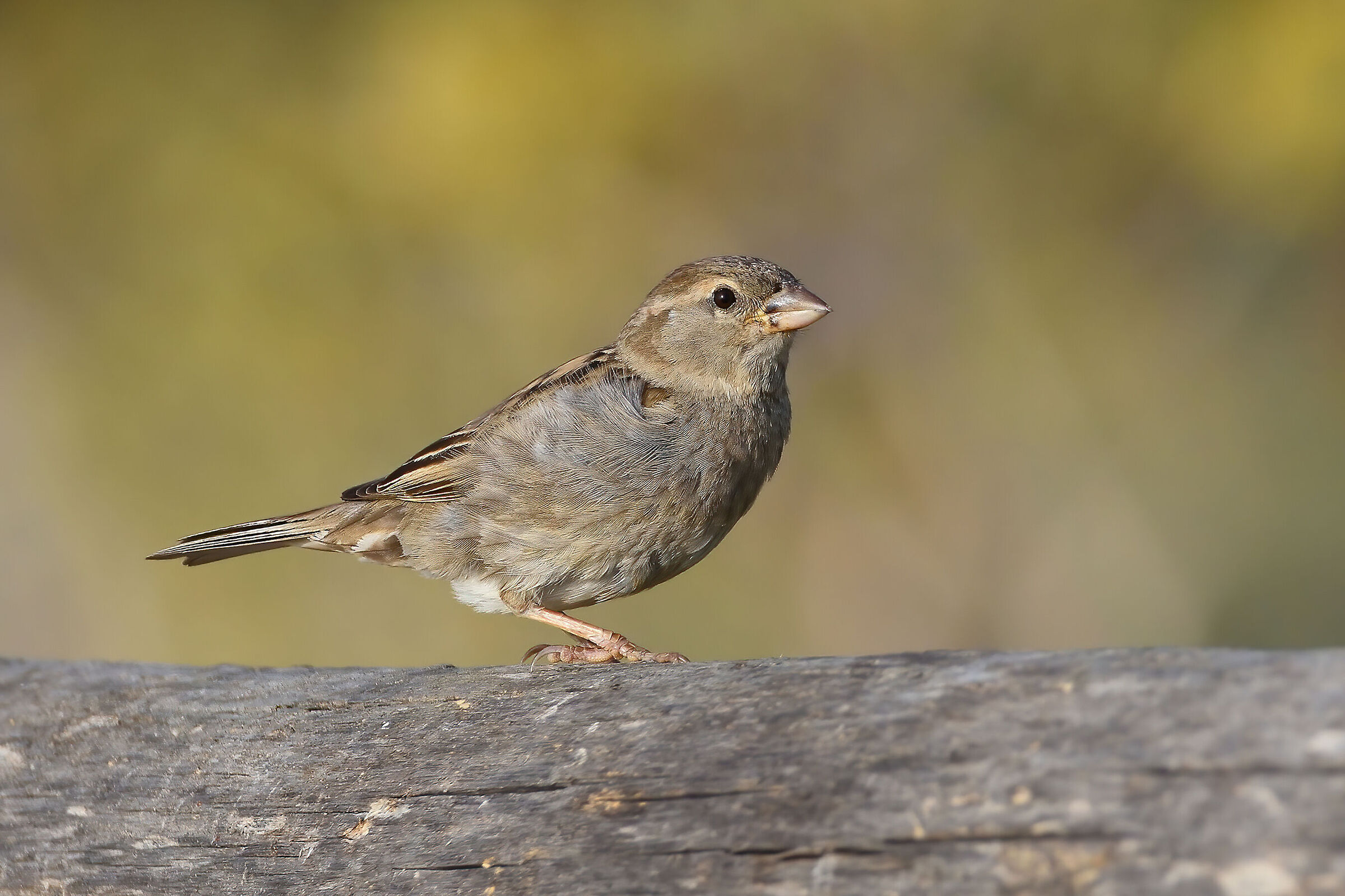 Sparrow