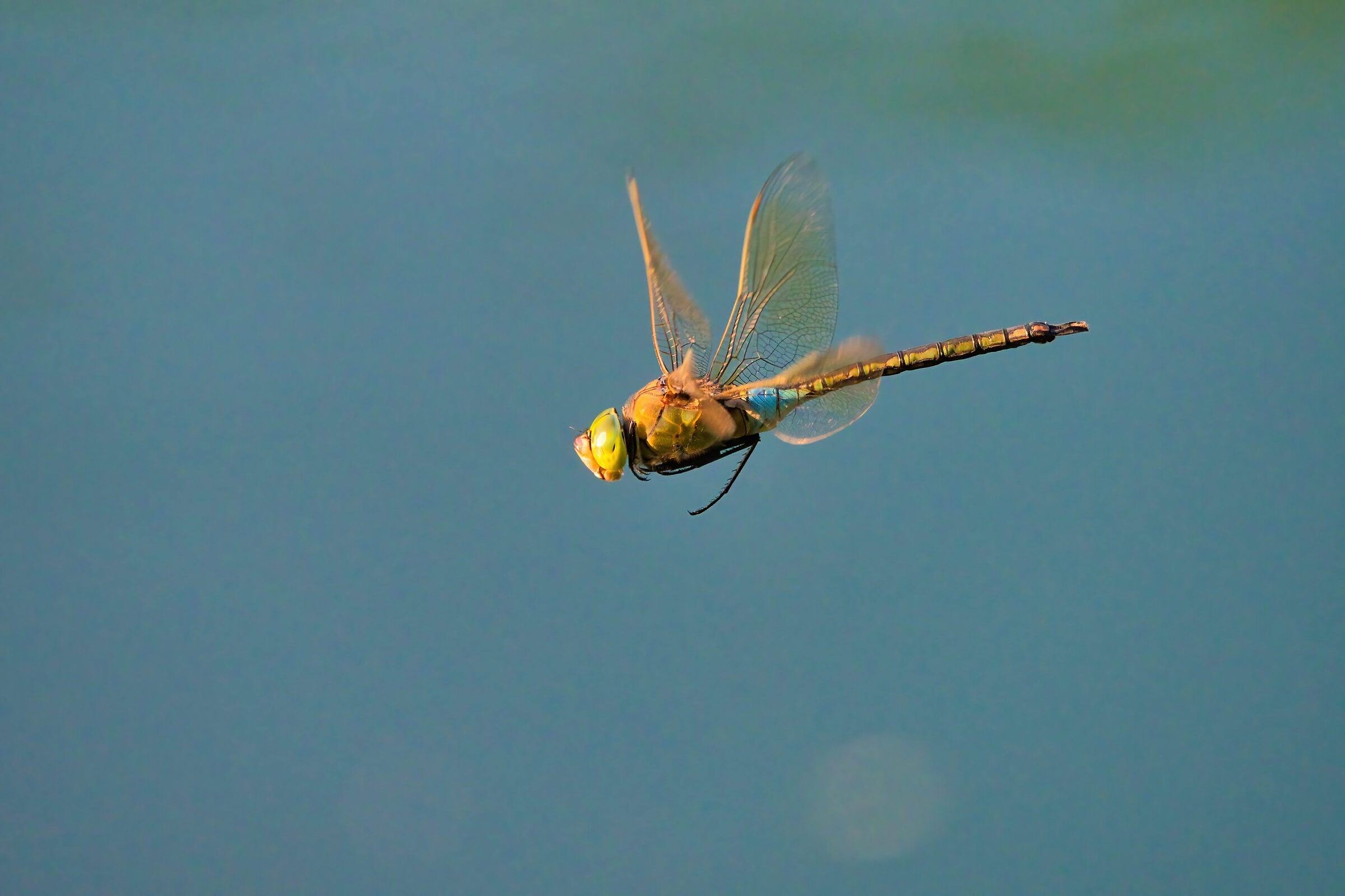 Anax parthenope