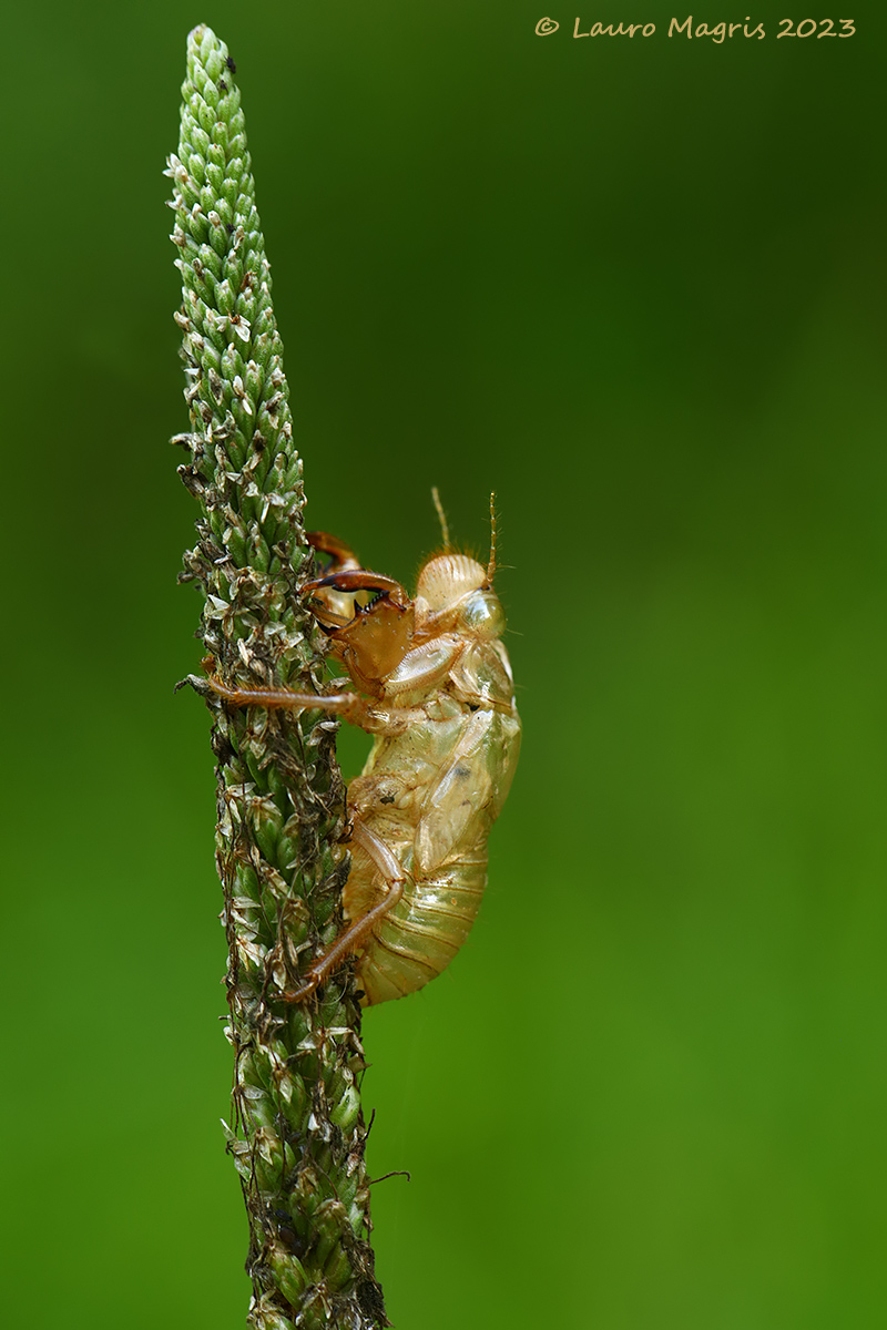 Cicada evavia