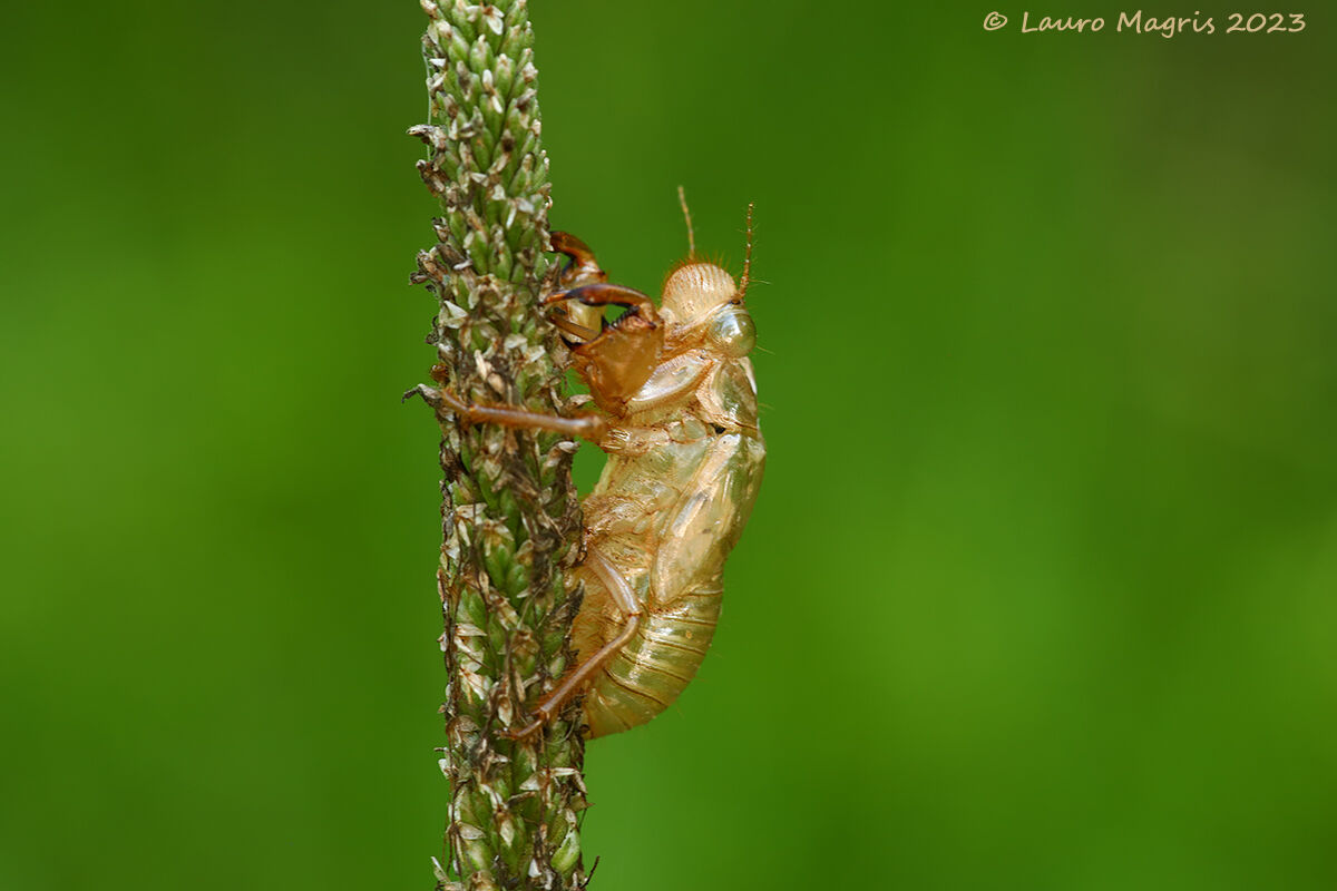 Mother of pearl alien
