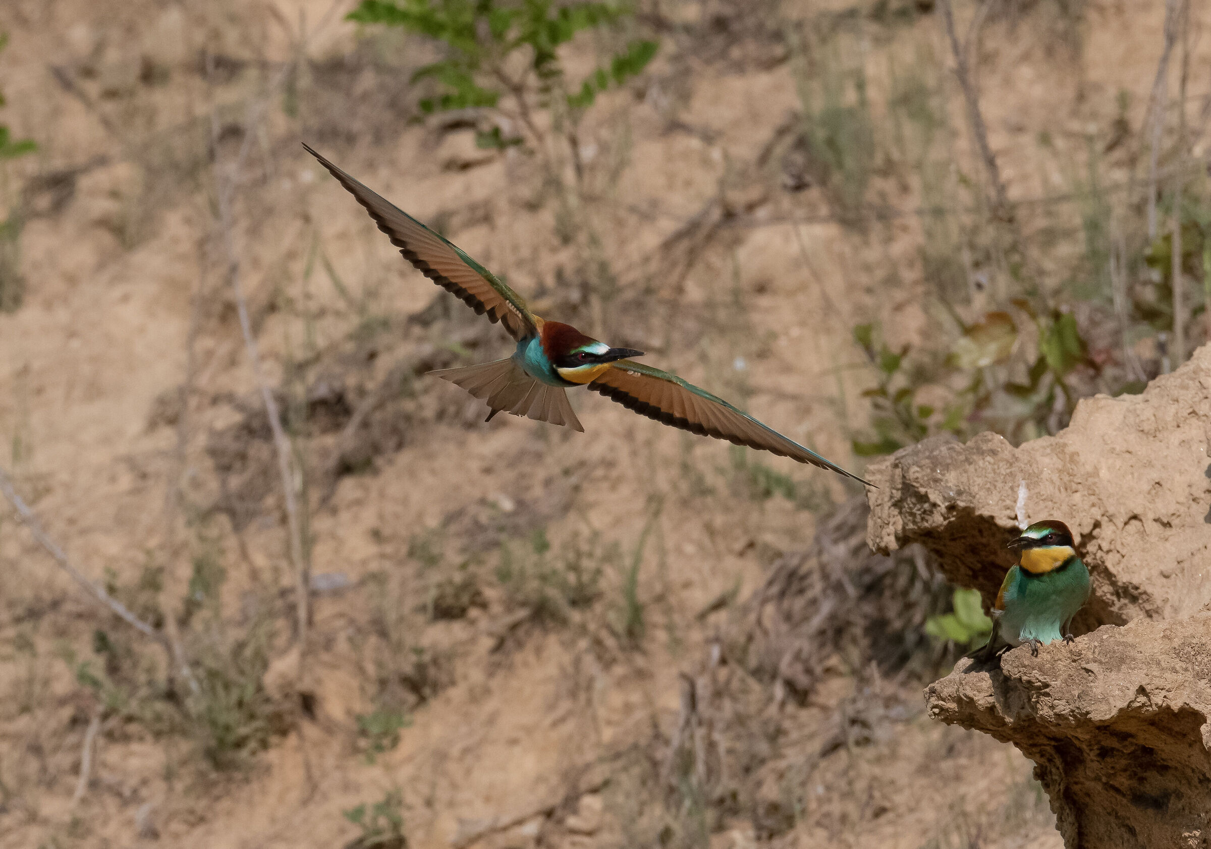 Bee-eaters
