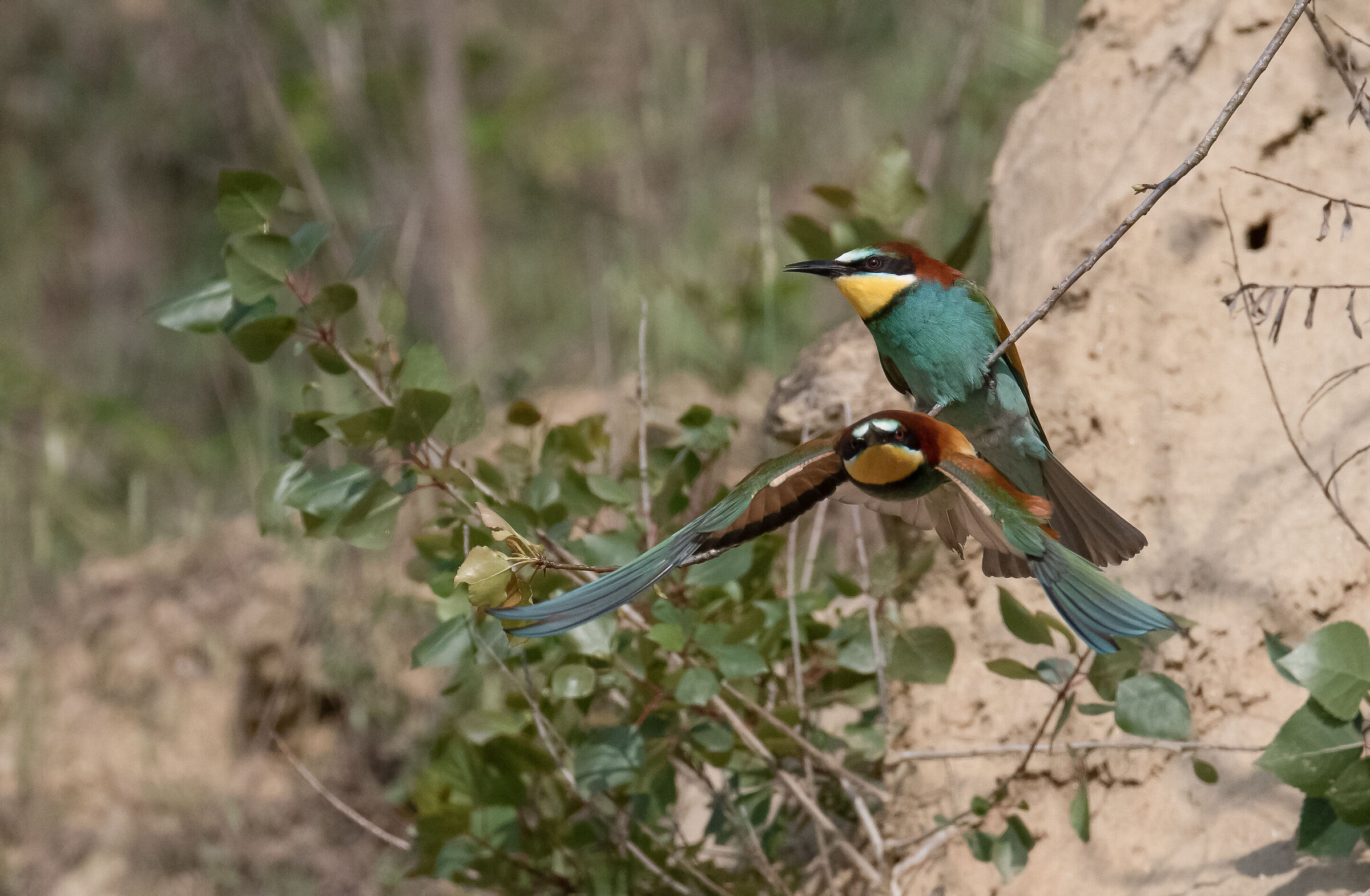 Bee-eaters