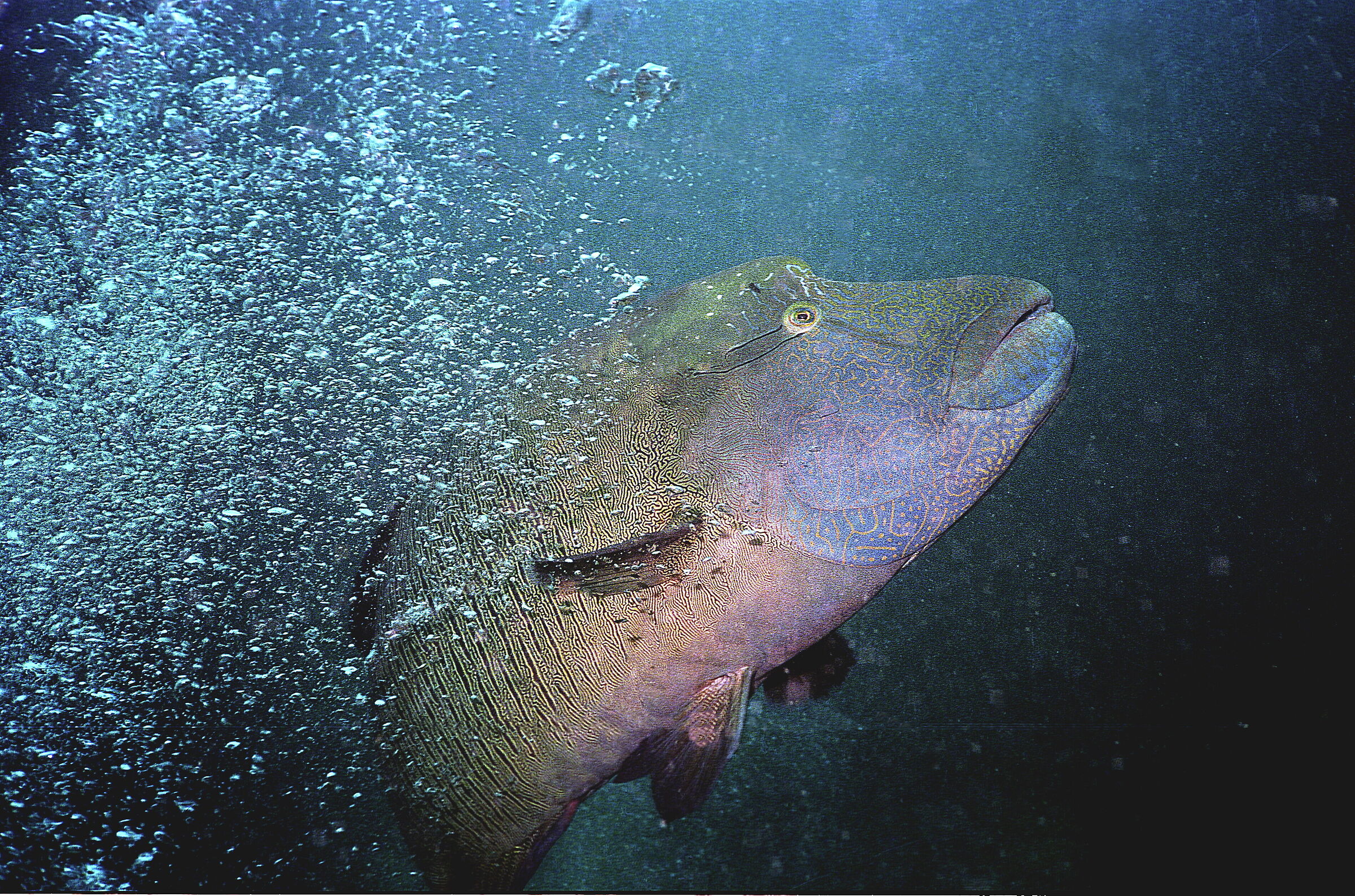 Maldives Napoleon (Cheilinus ondulatus)