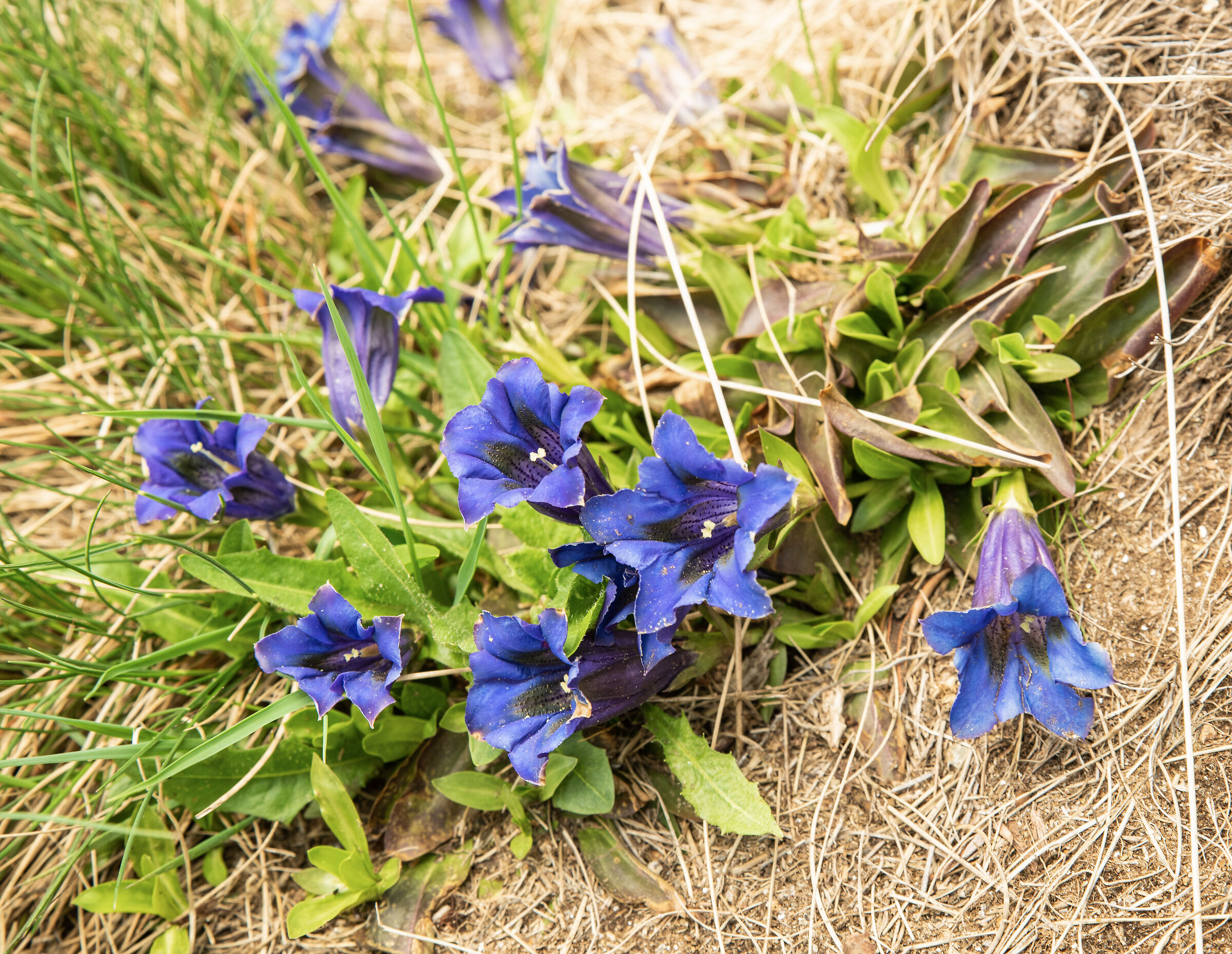 The first gentians